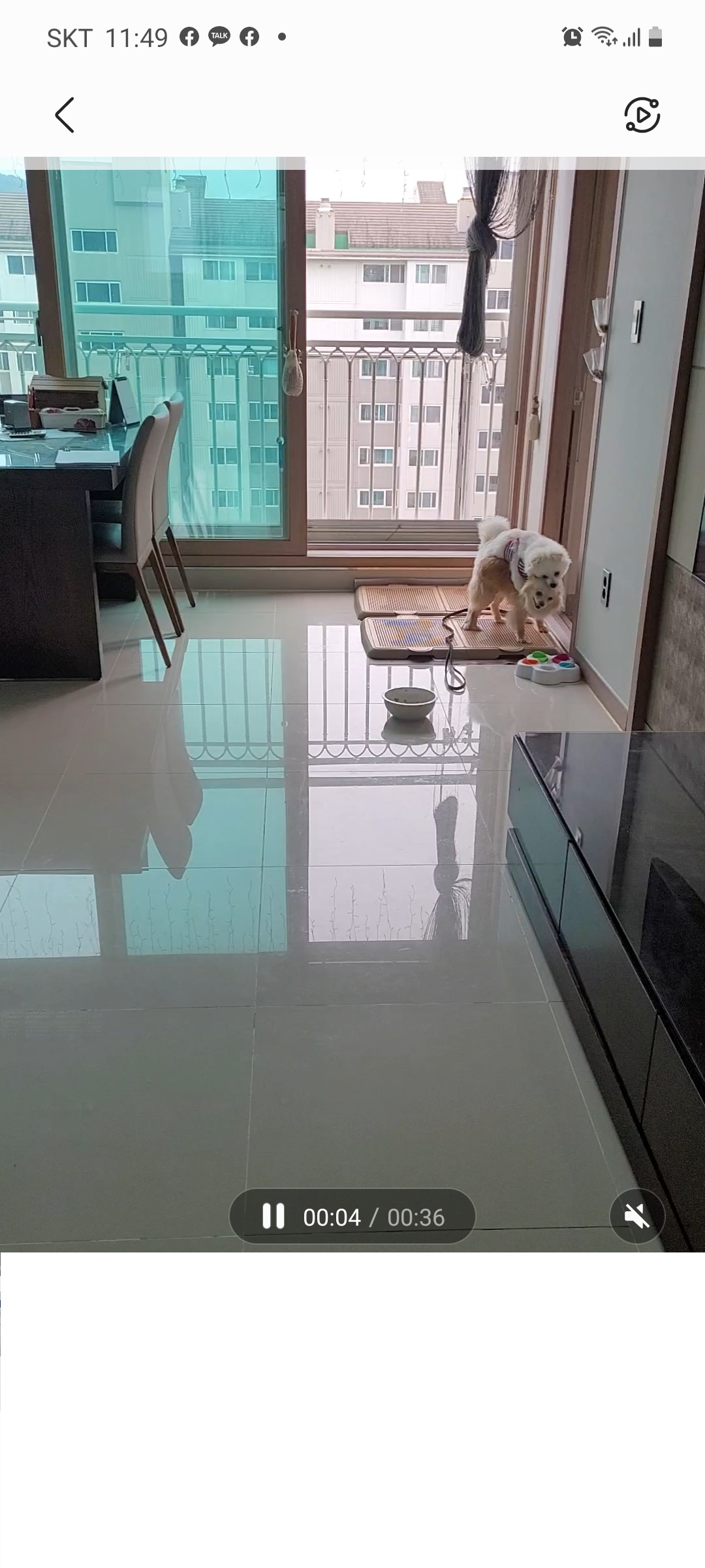 꼭지와 까꿍이의 생활