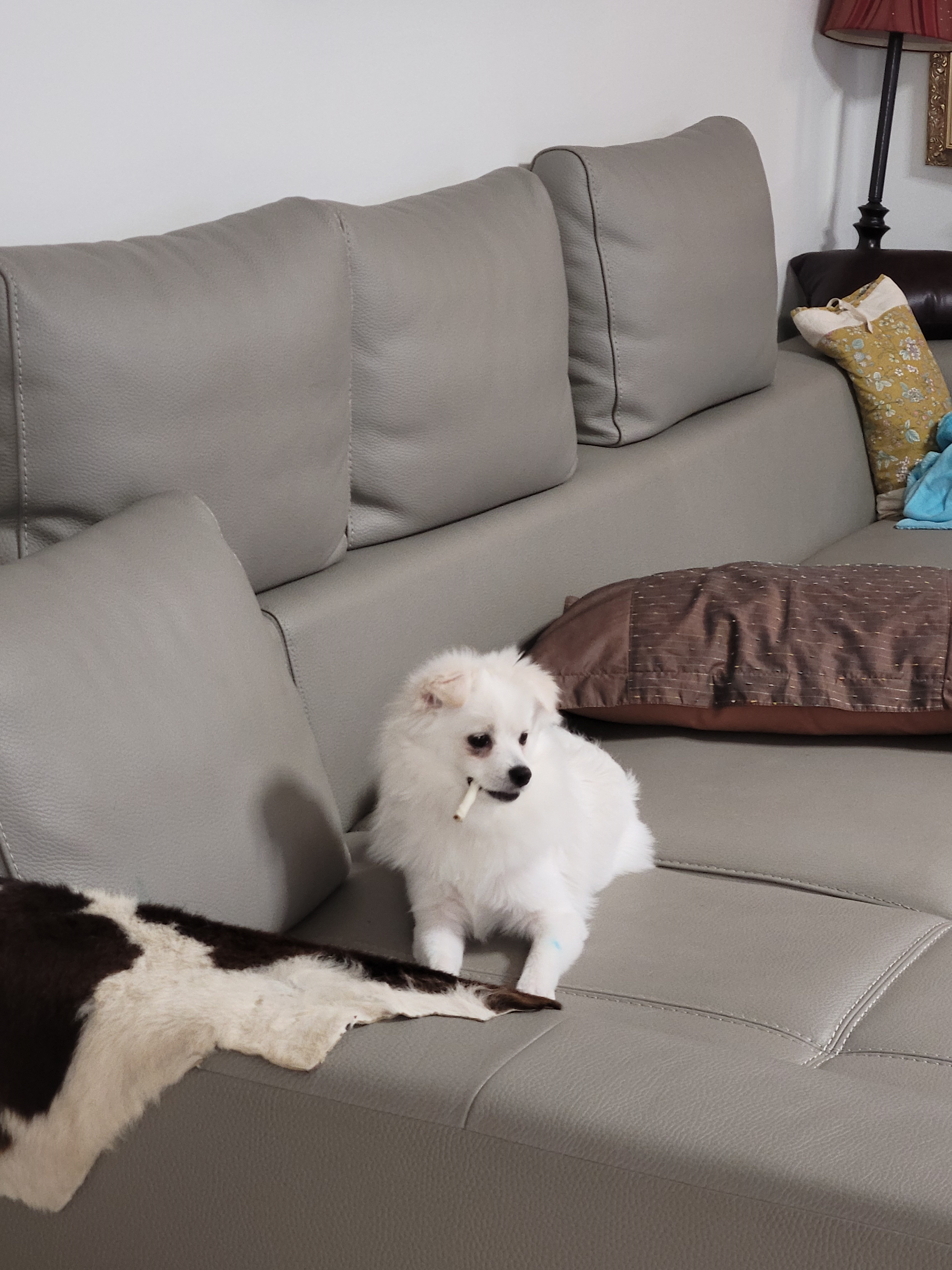 꼭지와 까꿍이의 생활