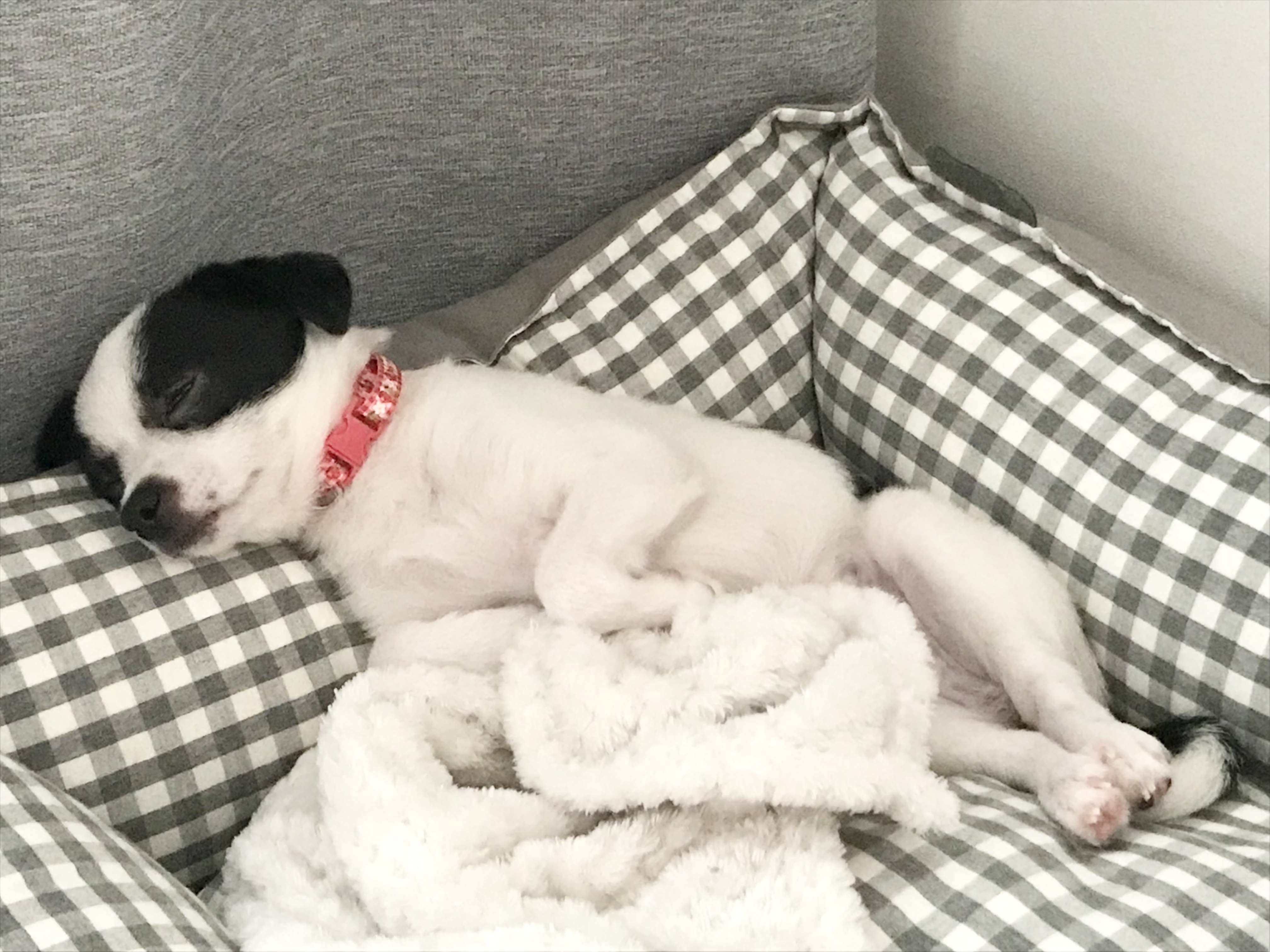 가을이(모뜨) 한달 됐어요!!