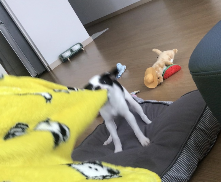 가을이(모뜨) 한달 됐어요!!