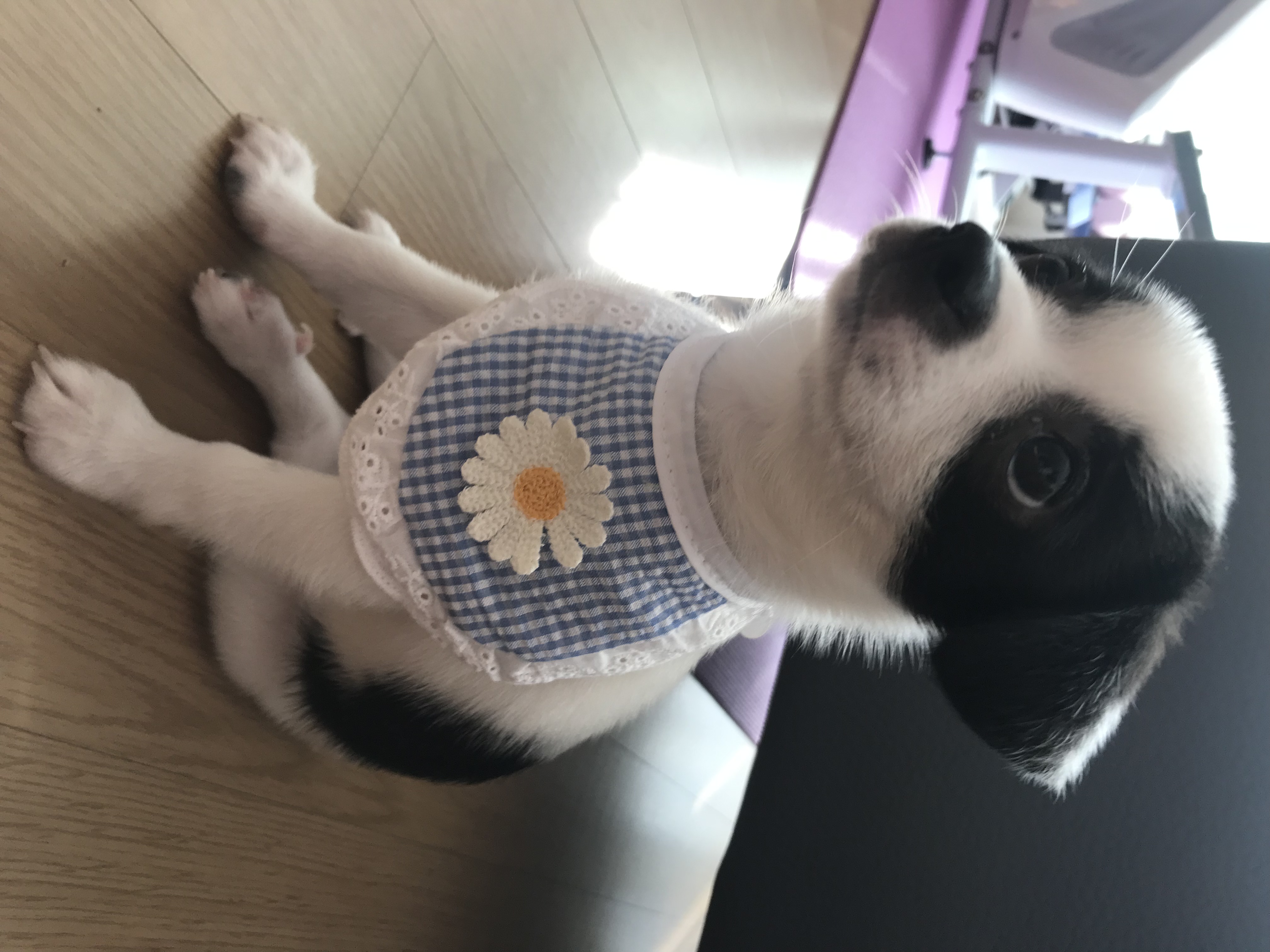 가을이(모뜨) 한달 됐어요!!