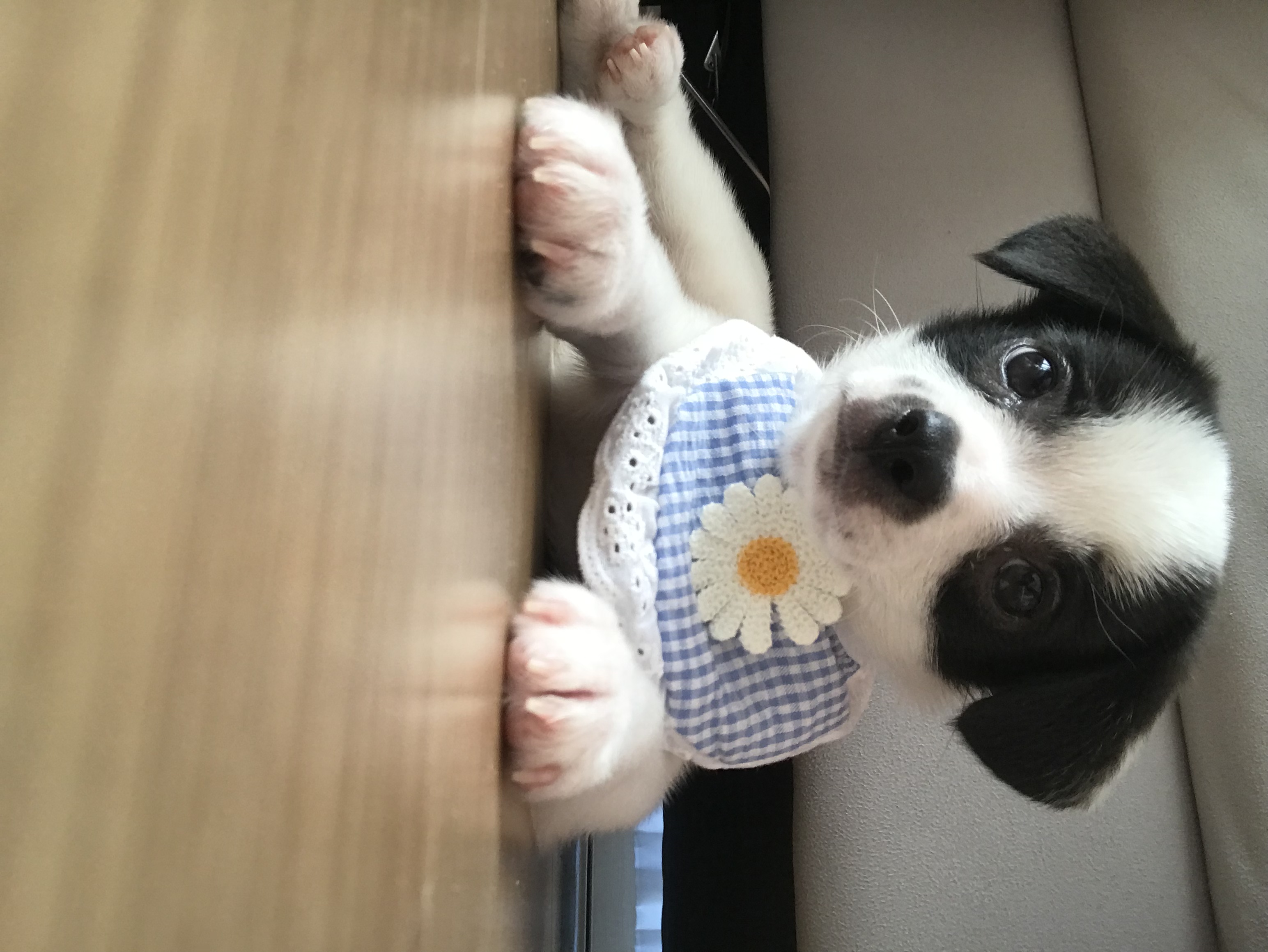 가을이(모뜨) 한달 됐어요!!