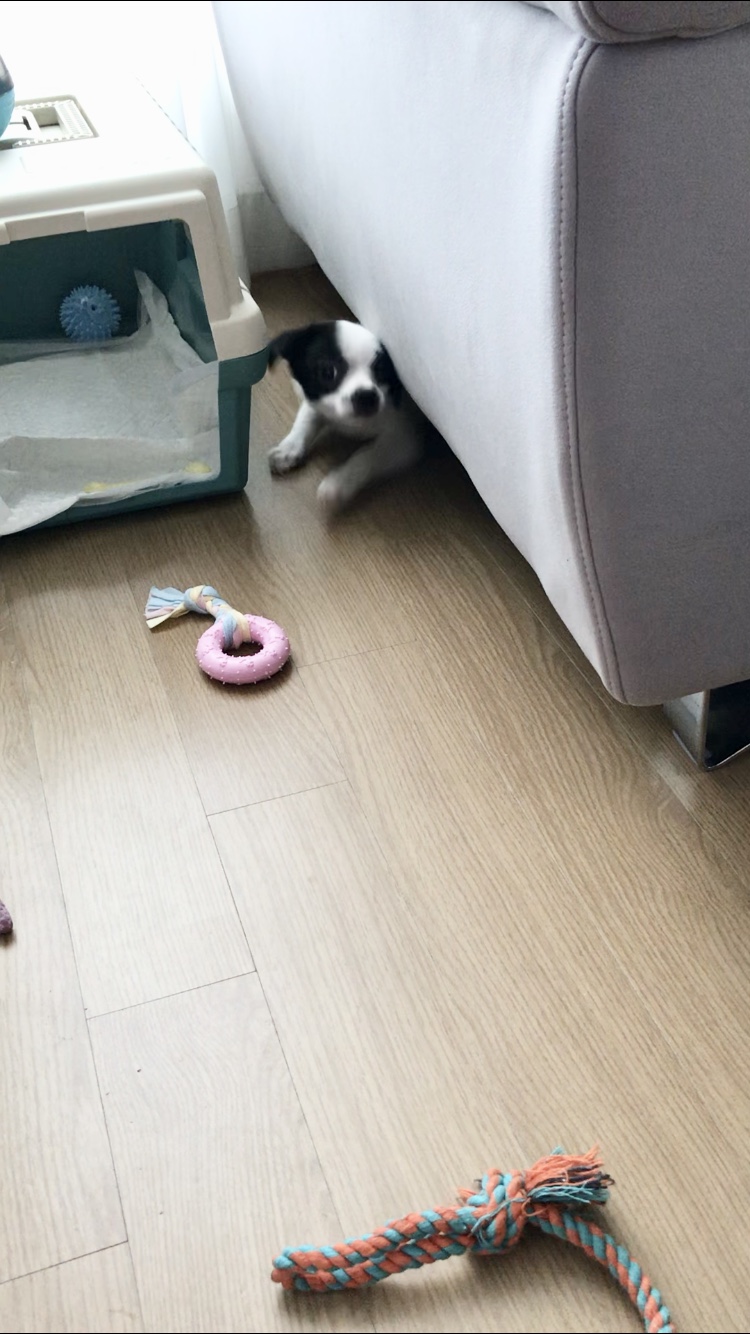 가을이(모뜨) 한달 됐어요!!