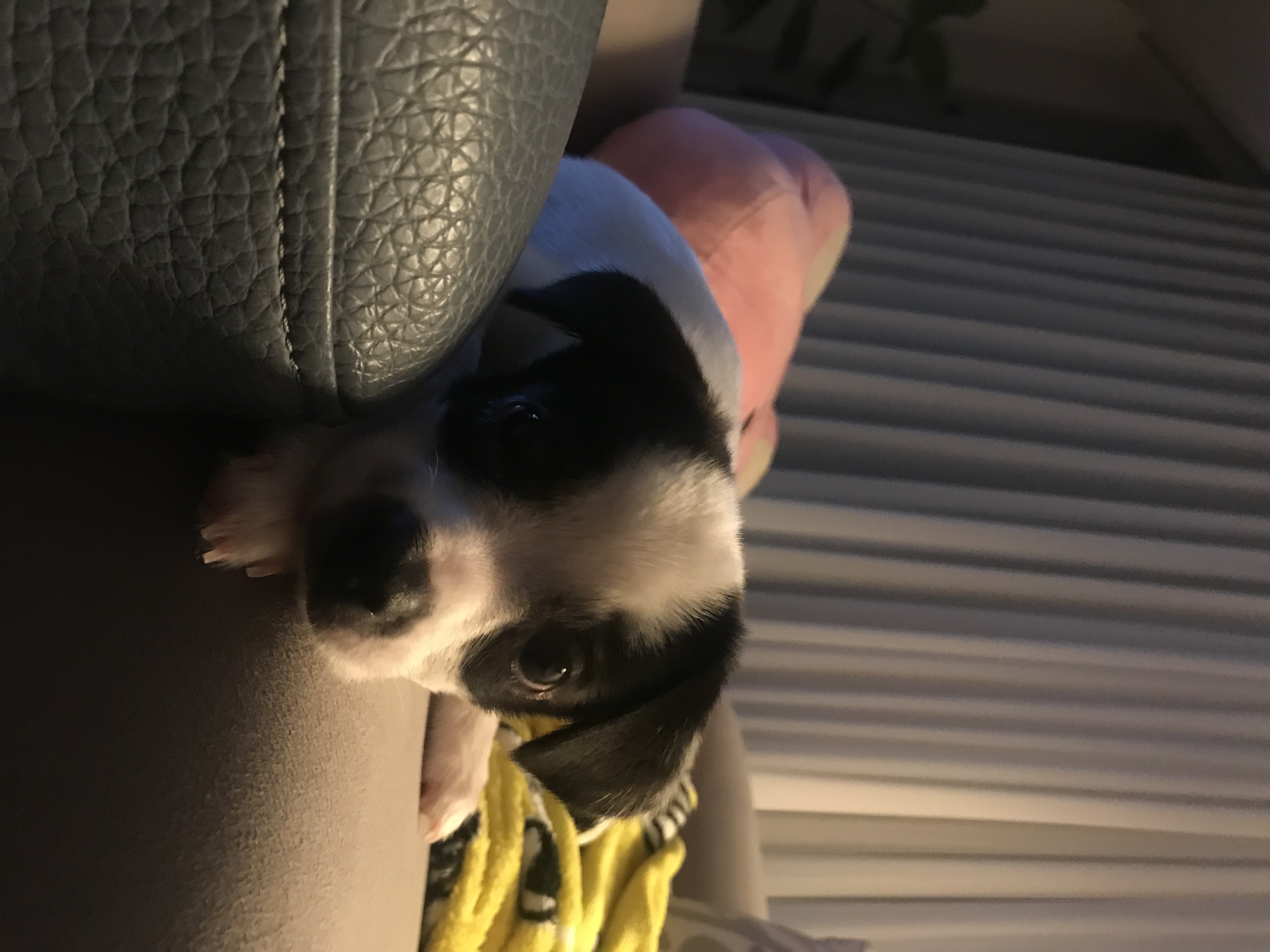 가을이(모뜨) 한달 됐어요!!