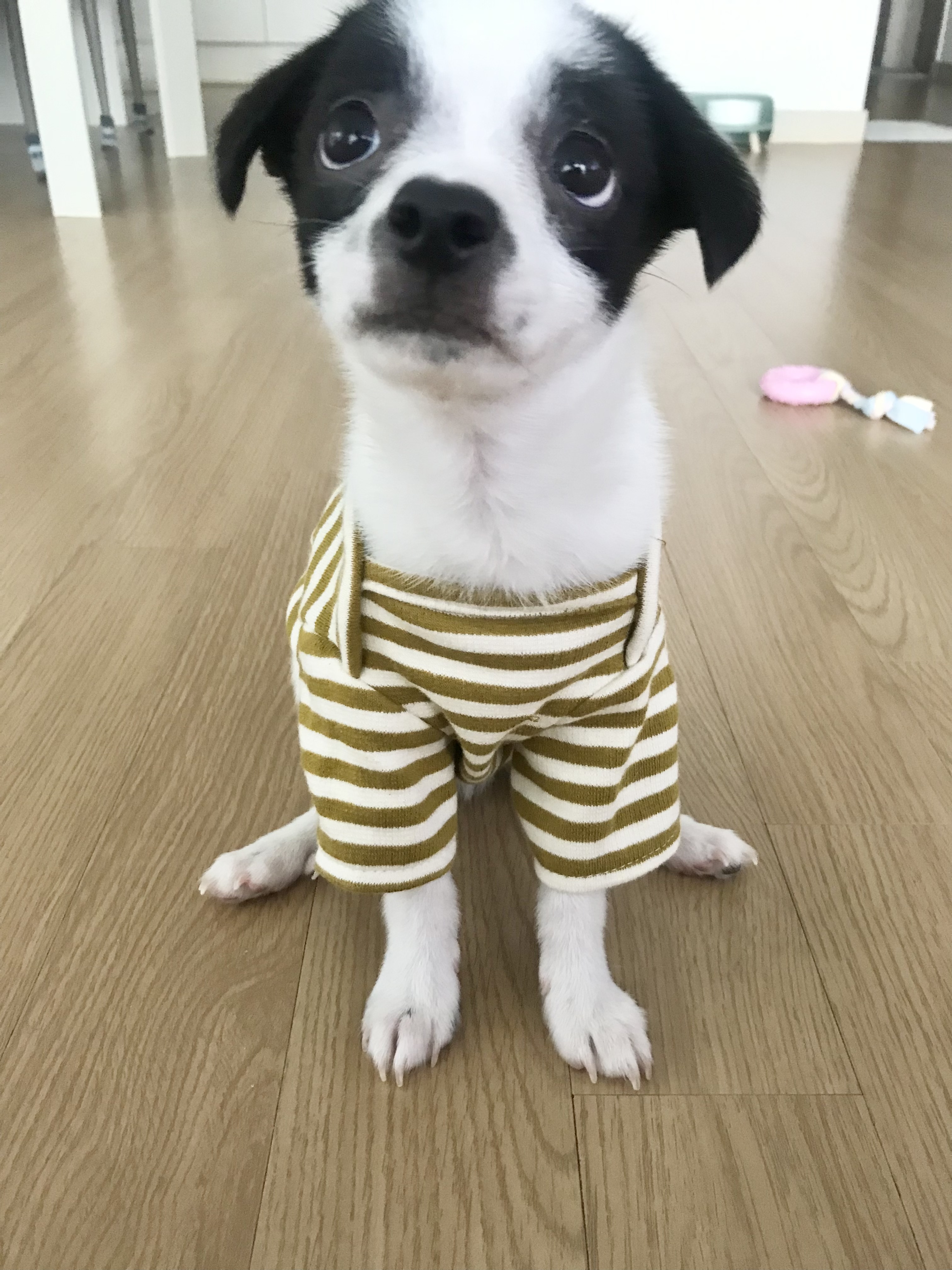 가을이(모뜨) 한달 됐어요!!