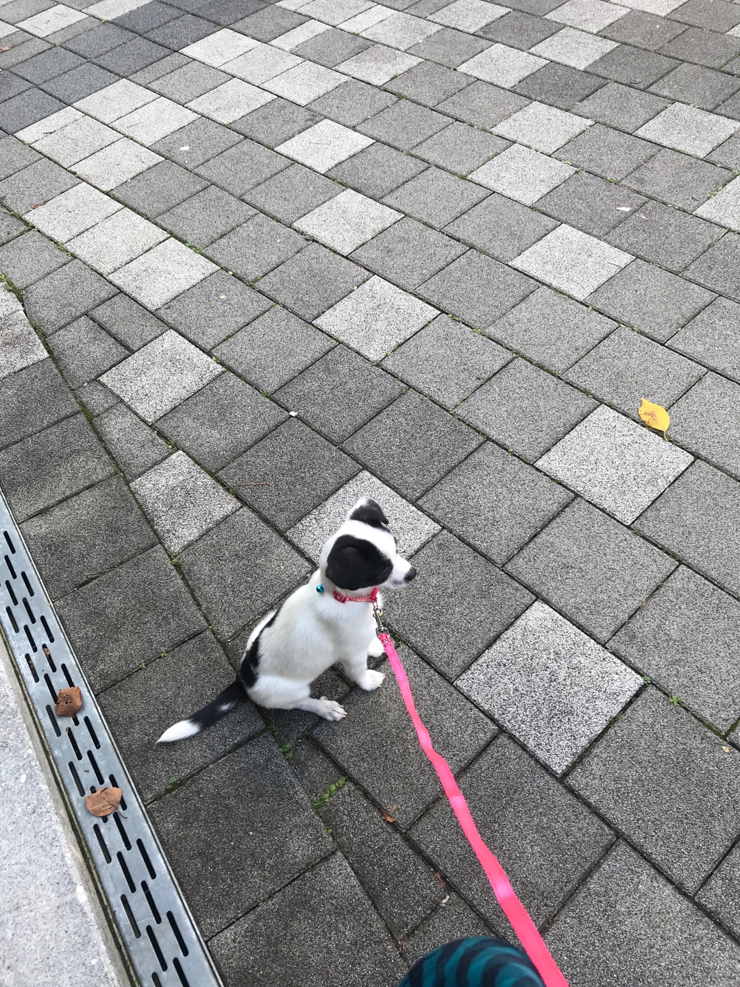 가을이(모뜨) 한달 됐어요!!