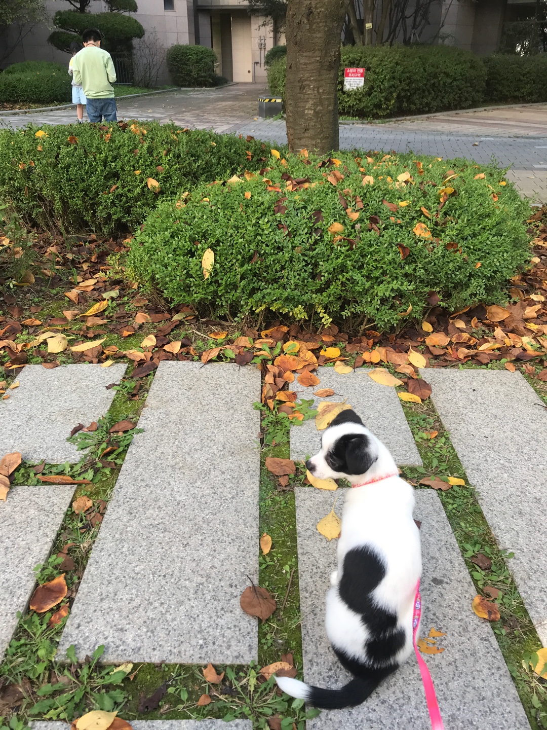 가을이(모뜨) 한달 됐어요!!