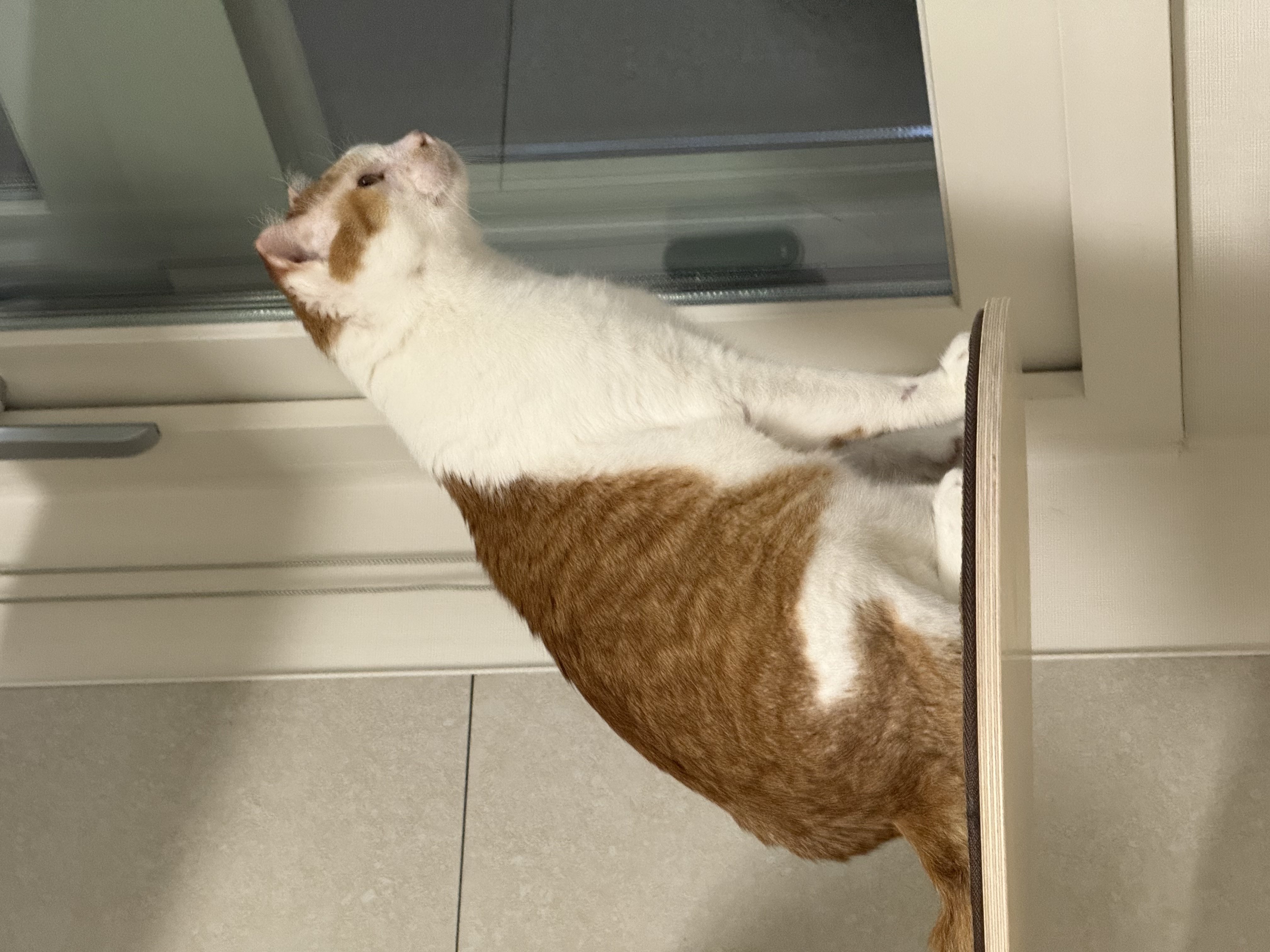 온샘이 입양 후기!