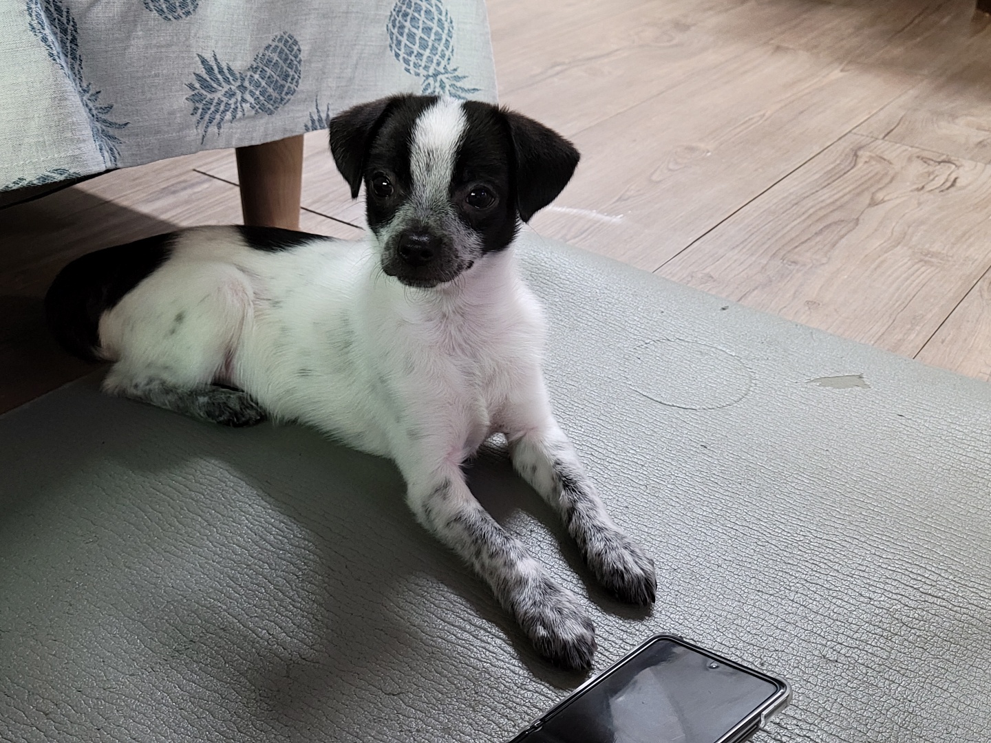 전)딸랑이, 후)사랑이 입양후기 (일주일)