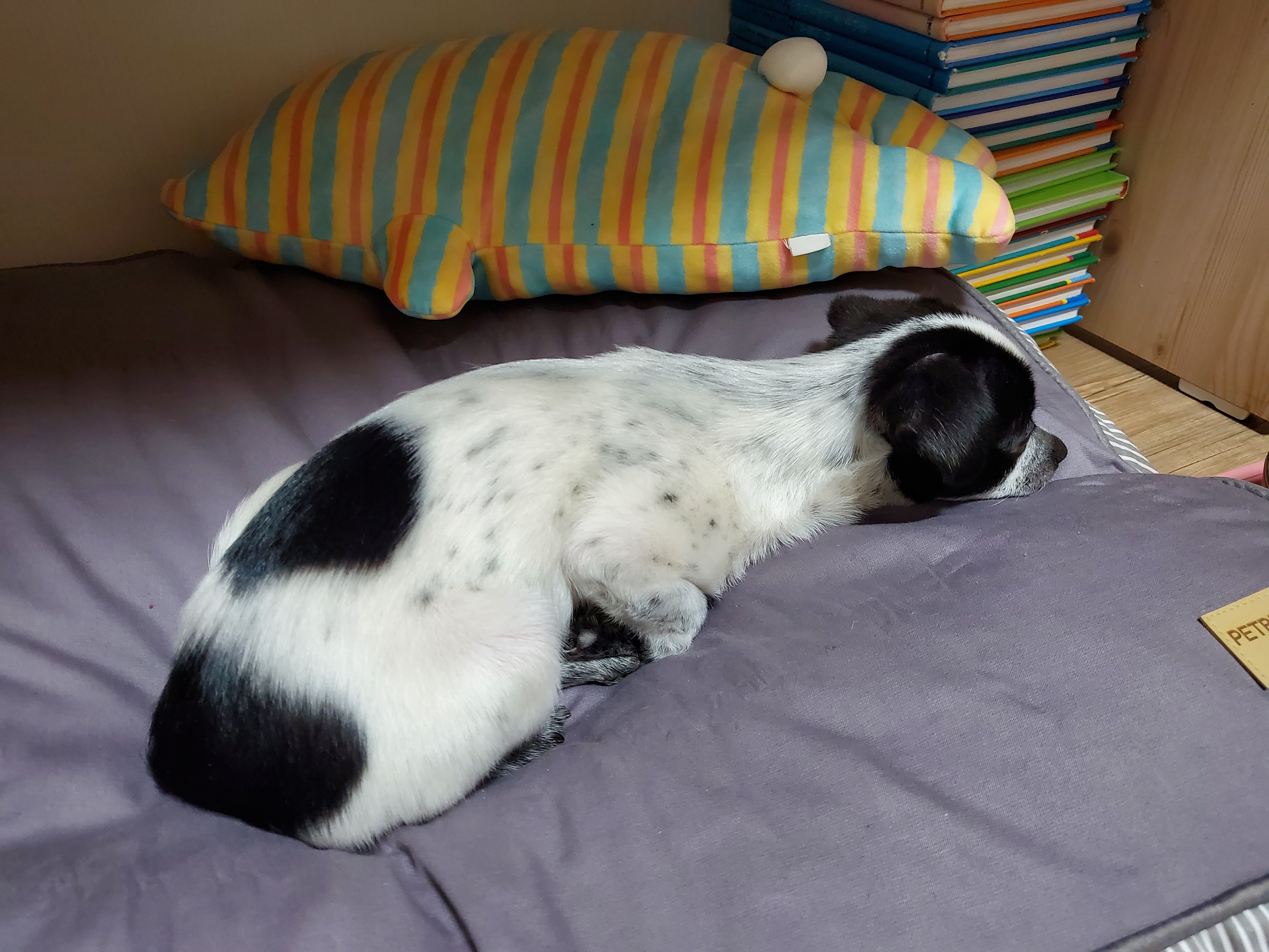 전)딸랑이, 후)사랑이 입양후기 (일주일)