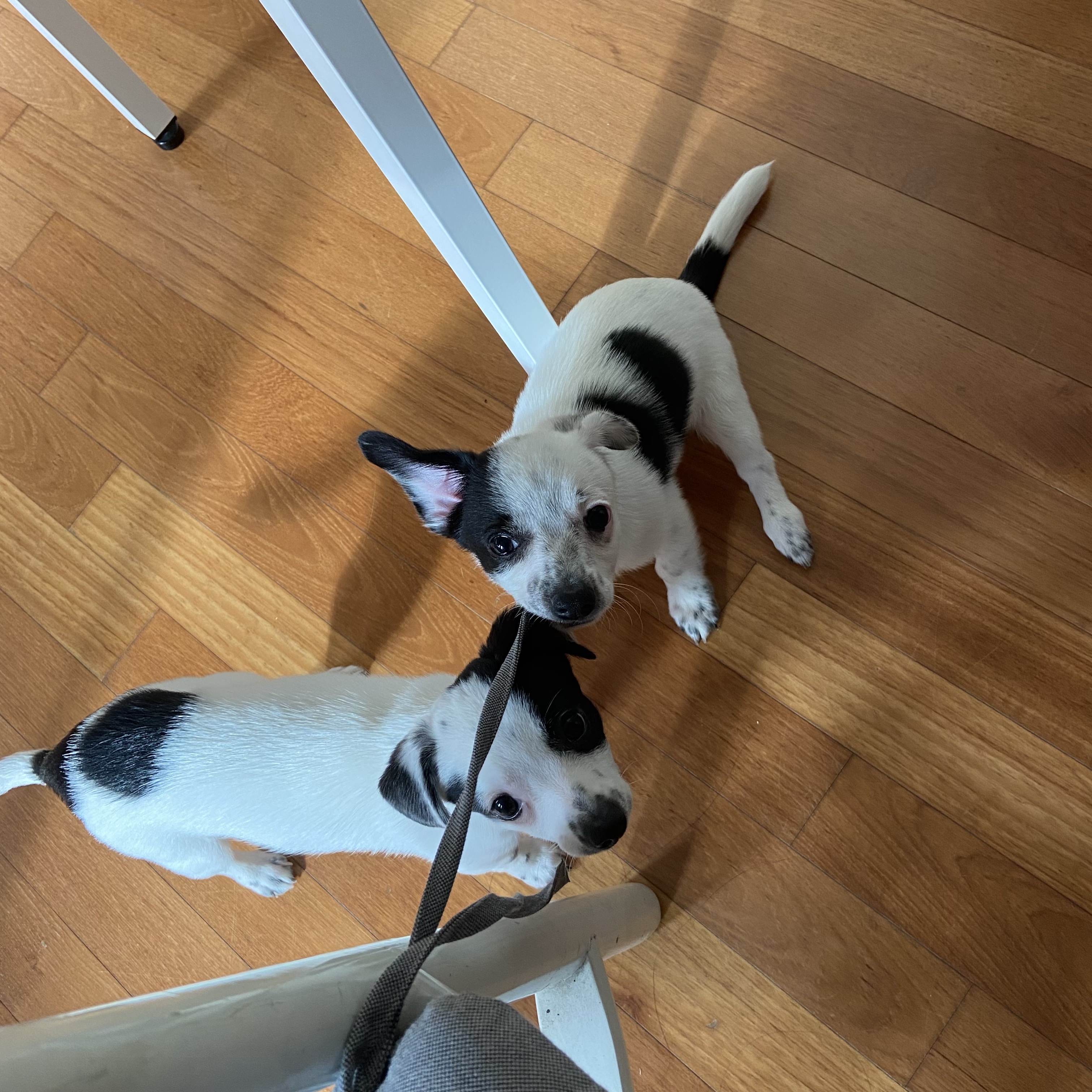 마원 마투 입양 후 일주일