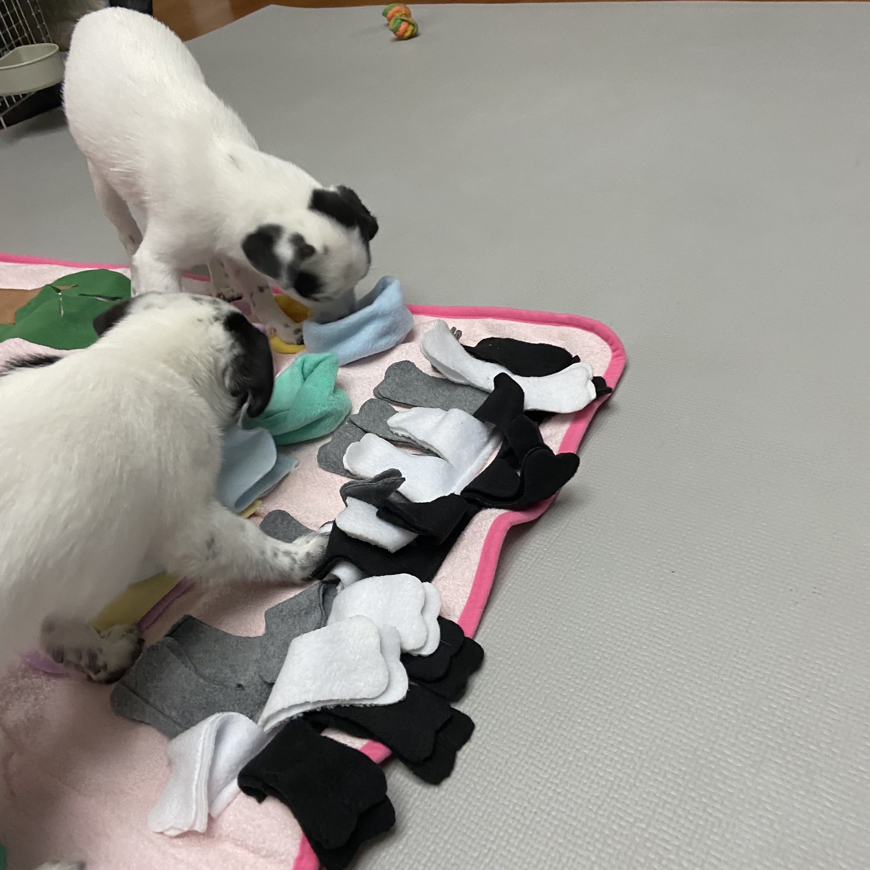 마원 마투 입양 후 일주일