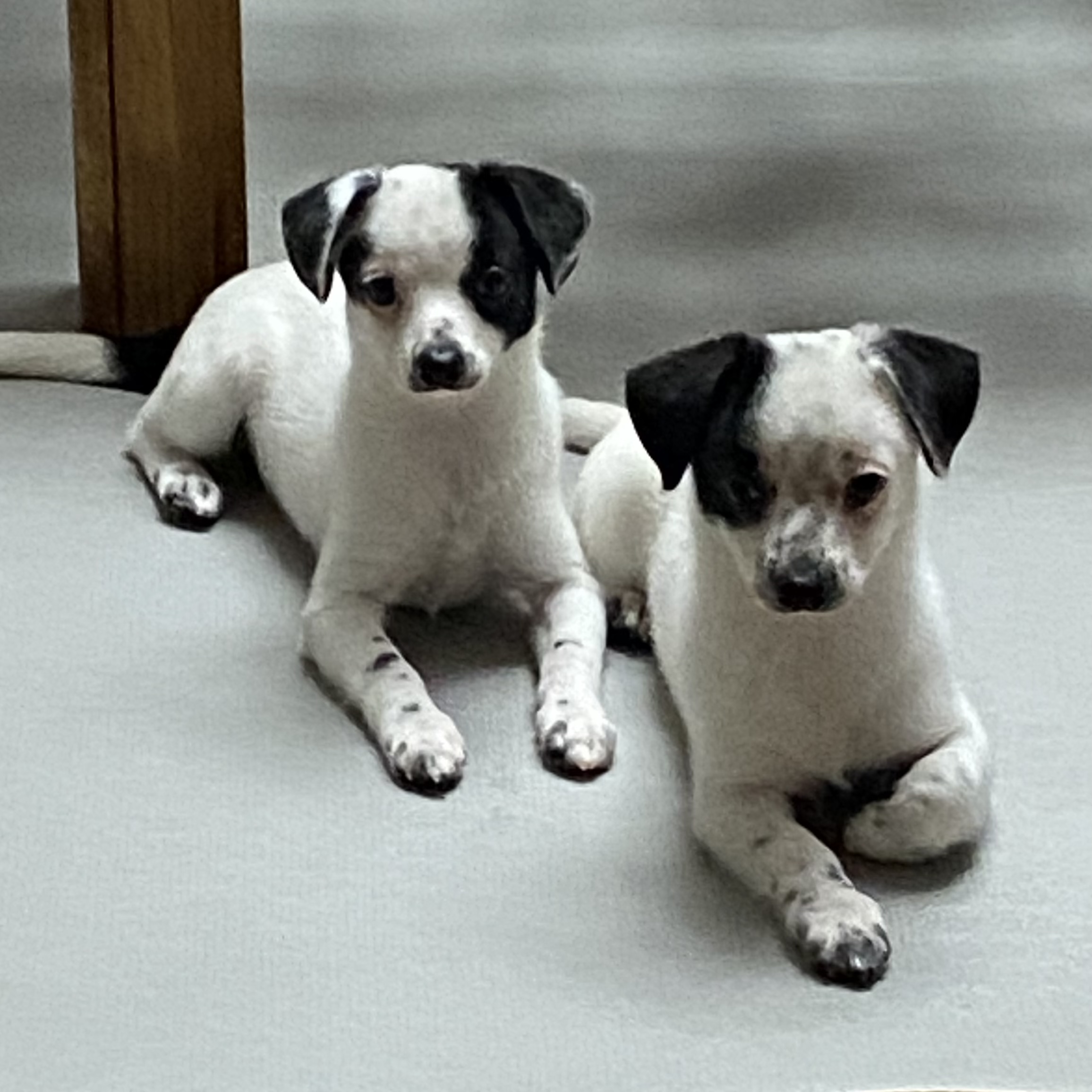 마원 마투 입양 후 일주일