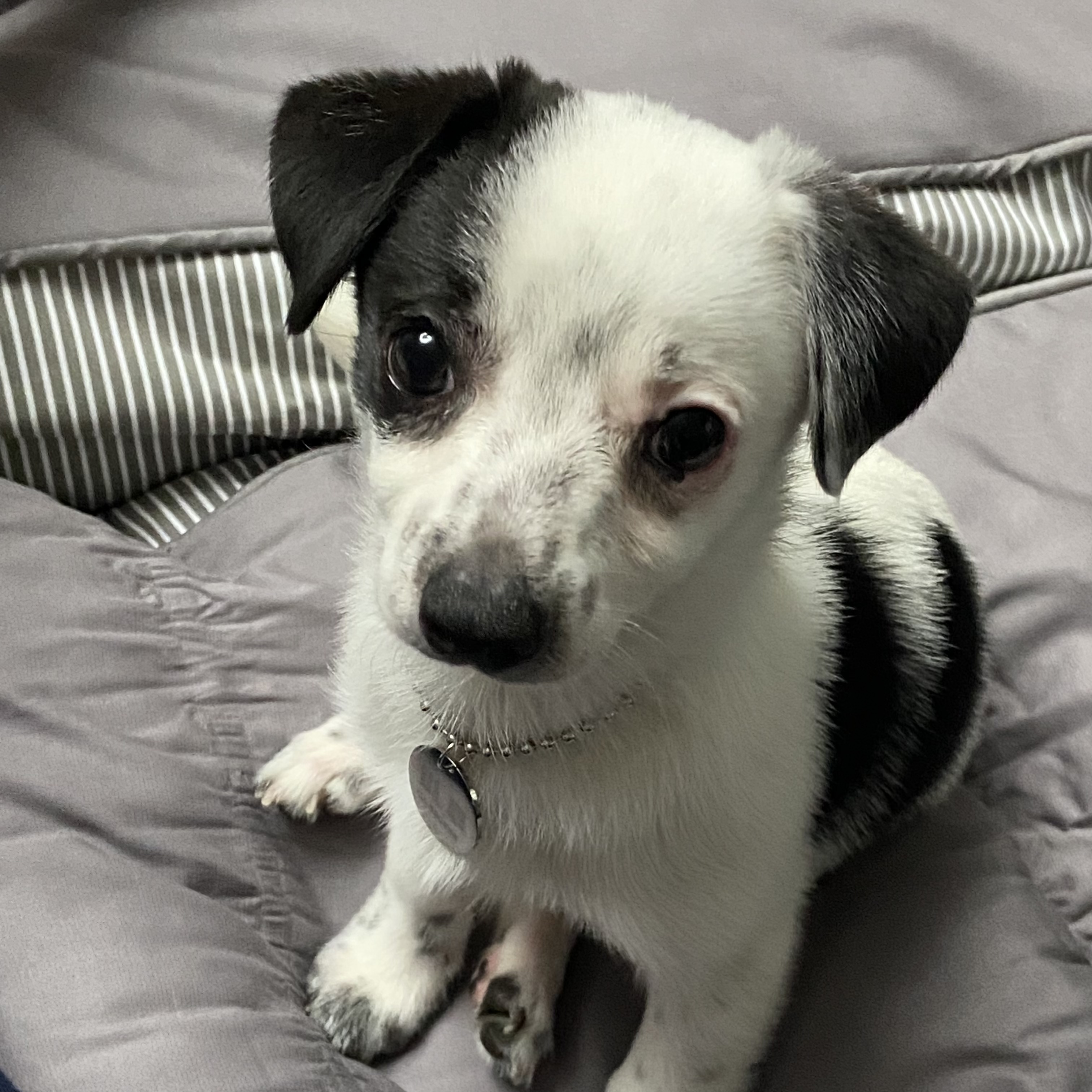 마원 마투 입양 후 일주일