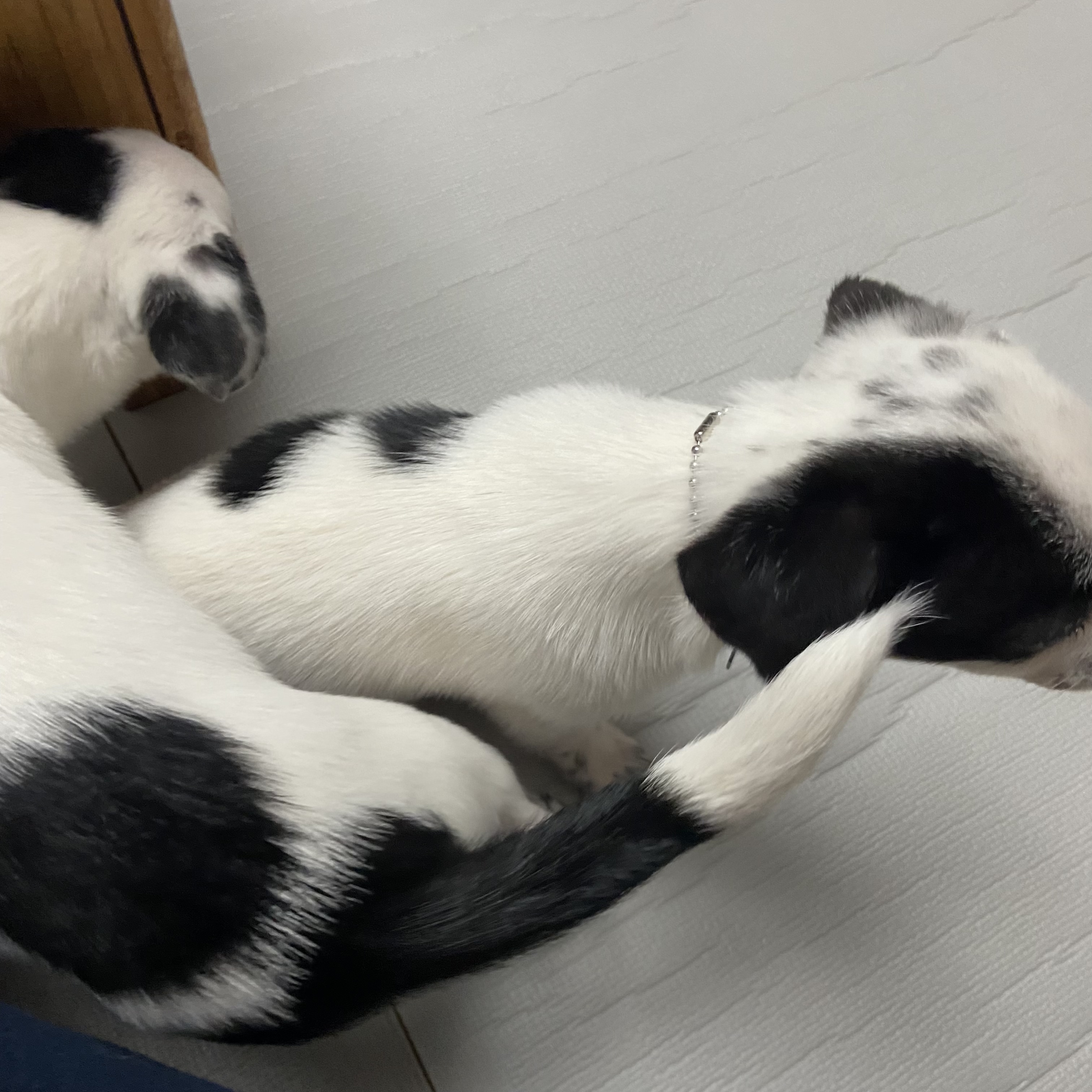 마원 마투 입양 후 일주일