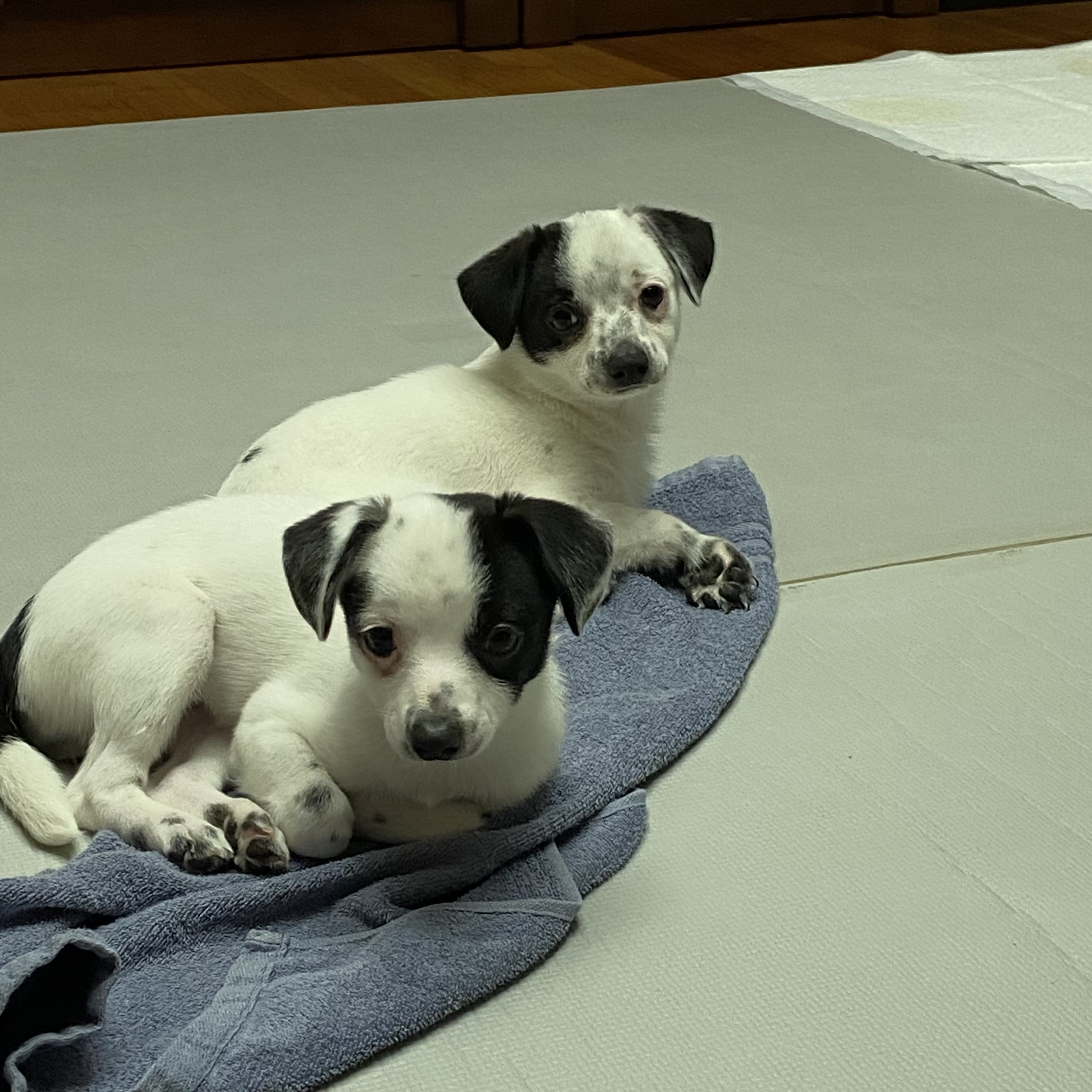 마원 마투 입양 후 일주일