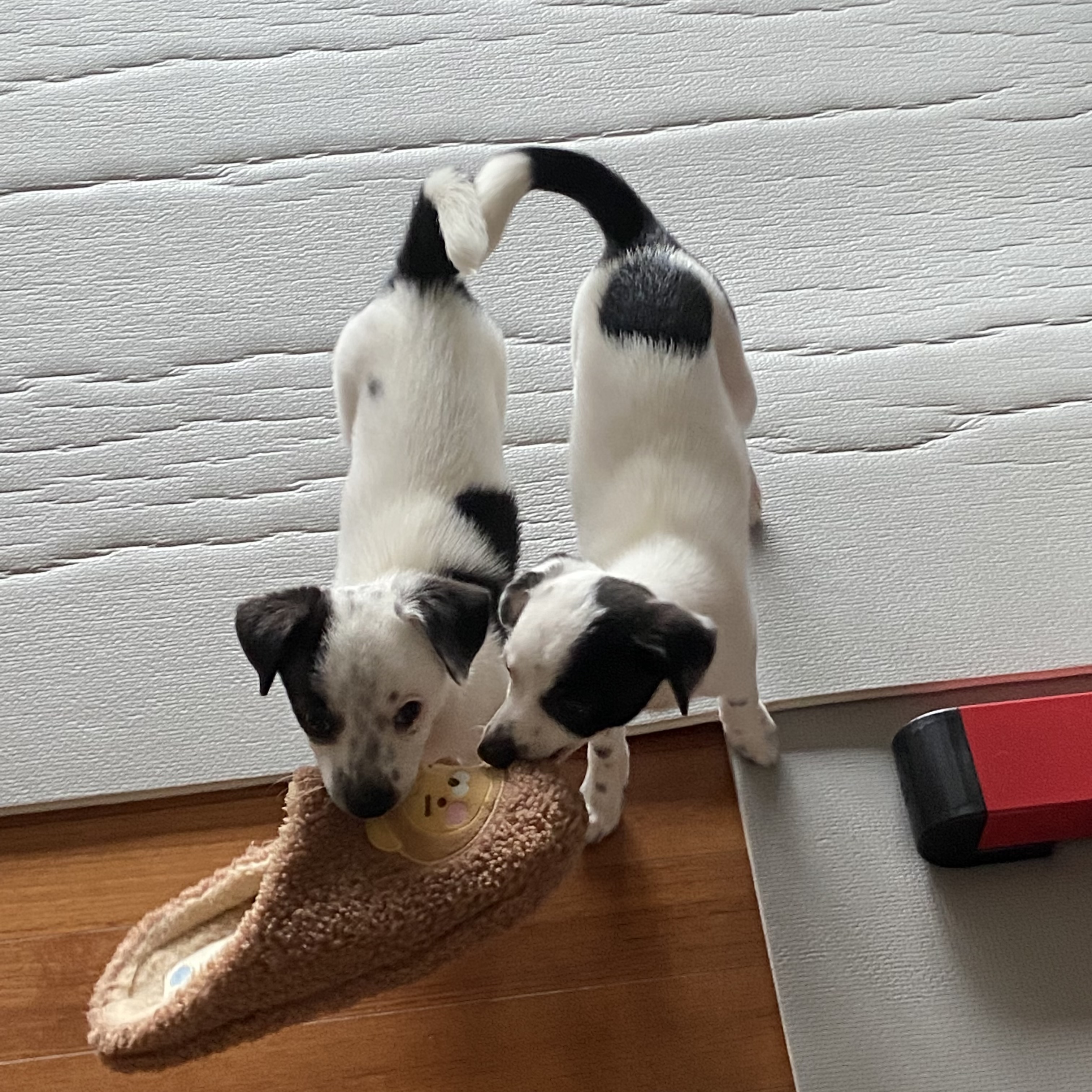 마원 마투 입양 후 일주일