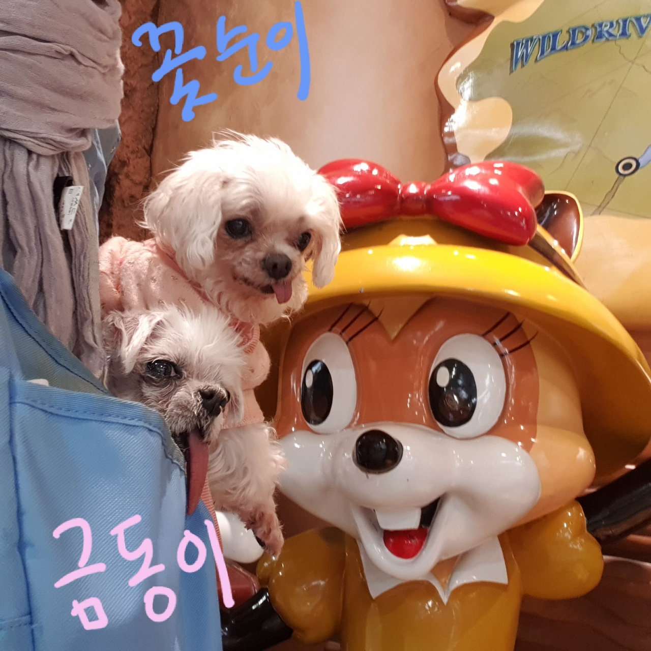 귀여운 꽃순이 금동이 