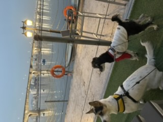 마네 입양 일년이 됬어요