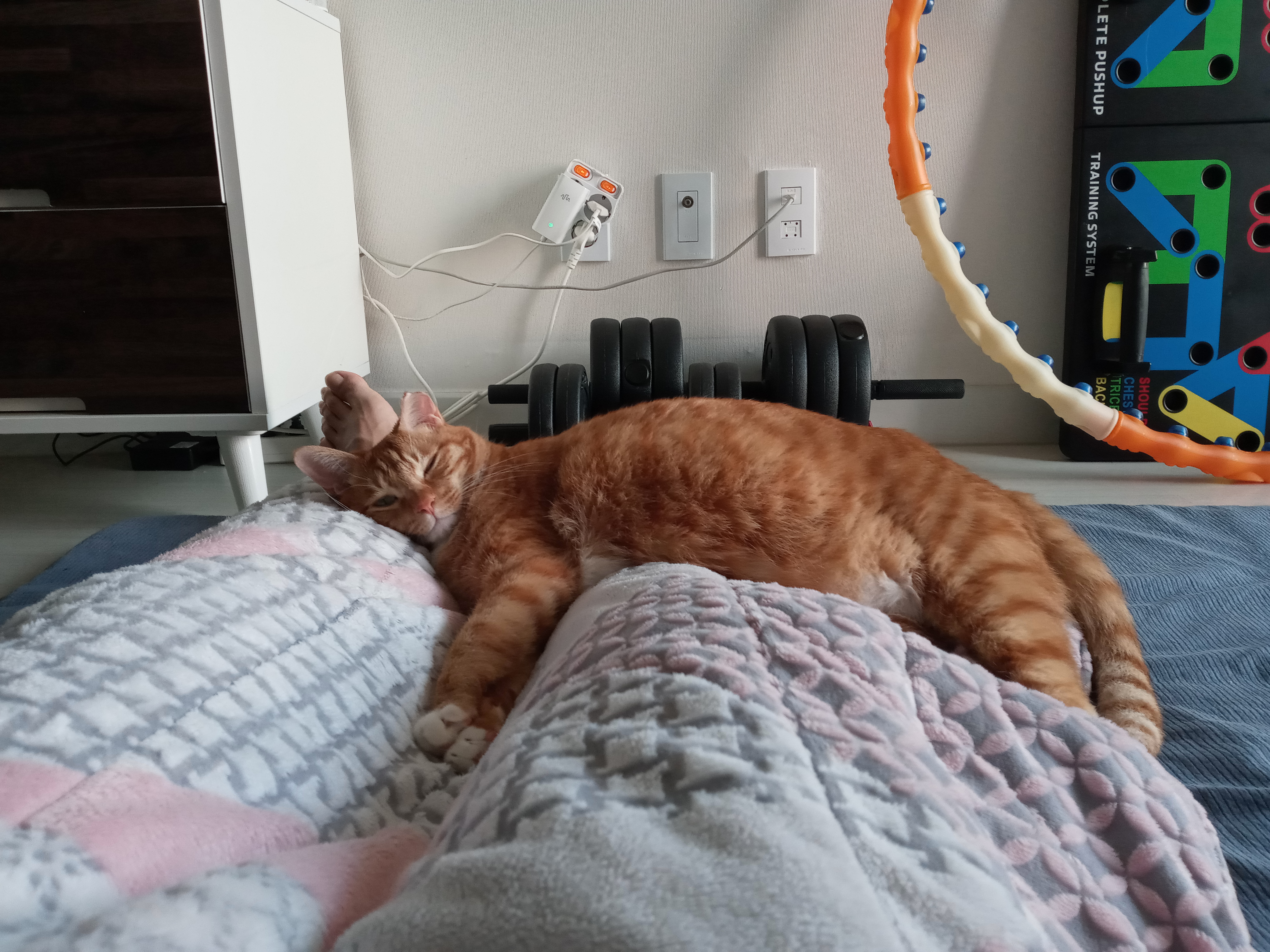 장남이 입양한지 3년째입니다.