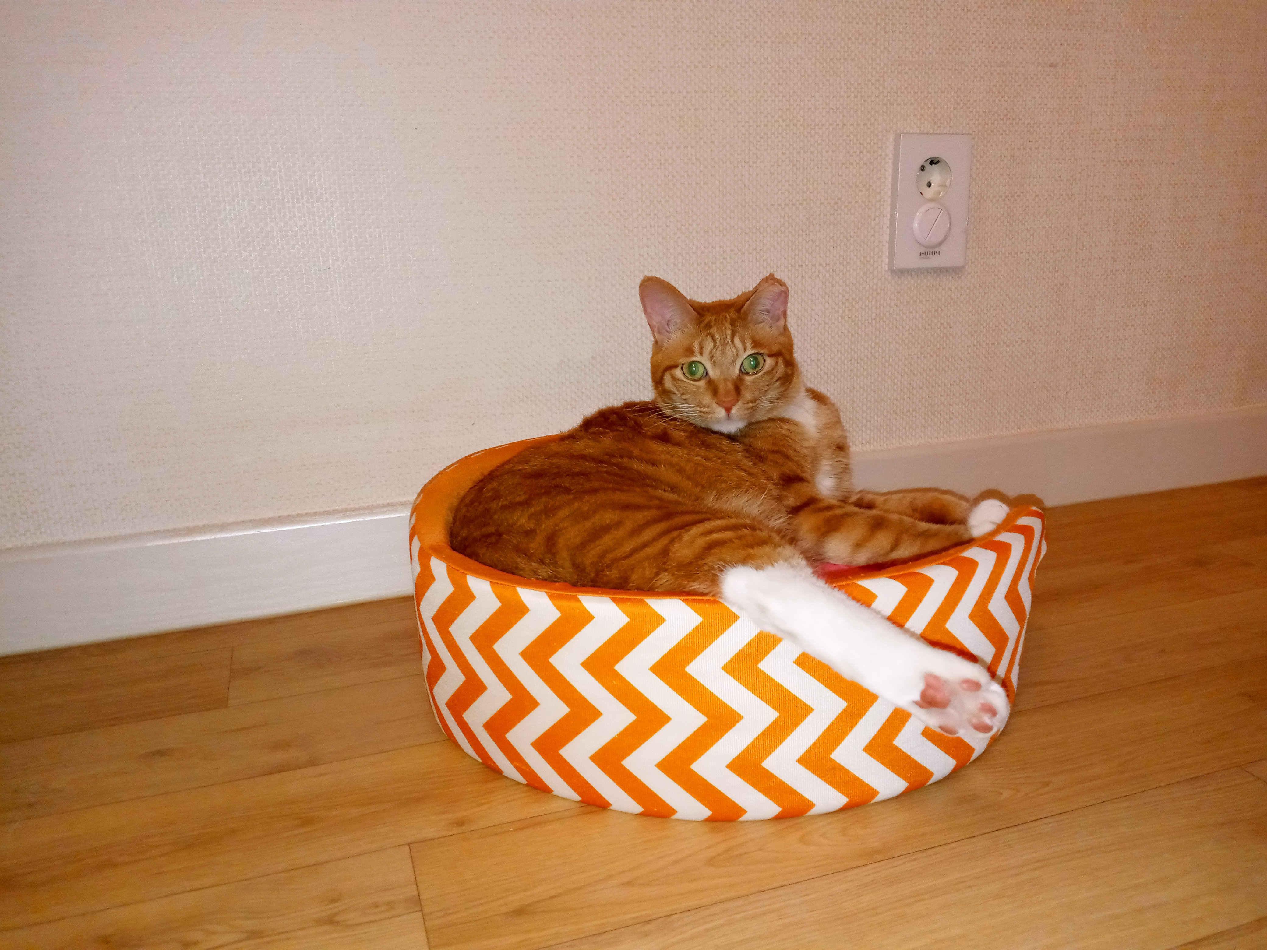 장남이 입양한지 3년째입니다.