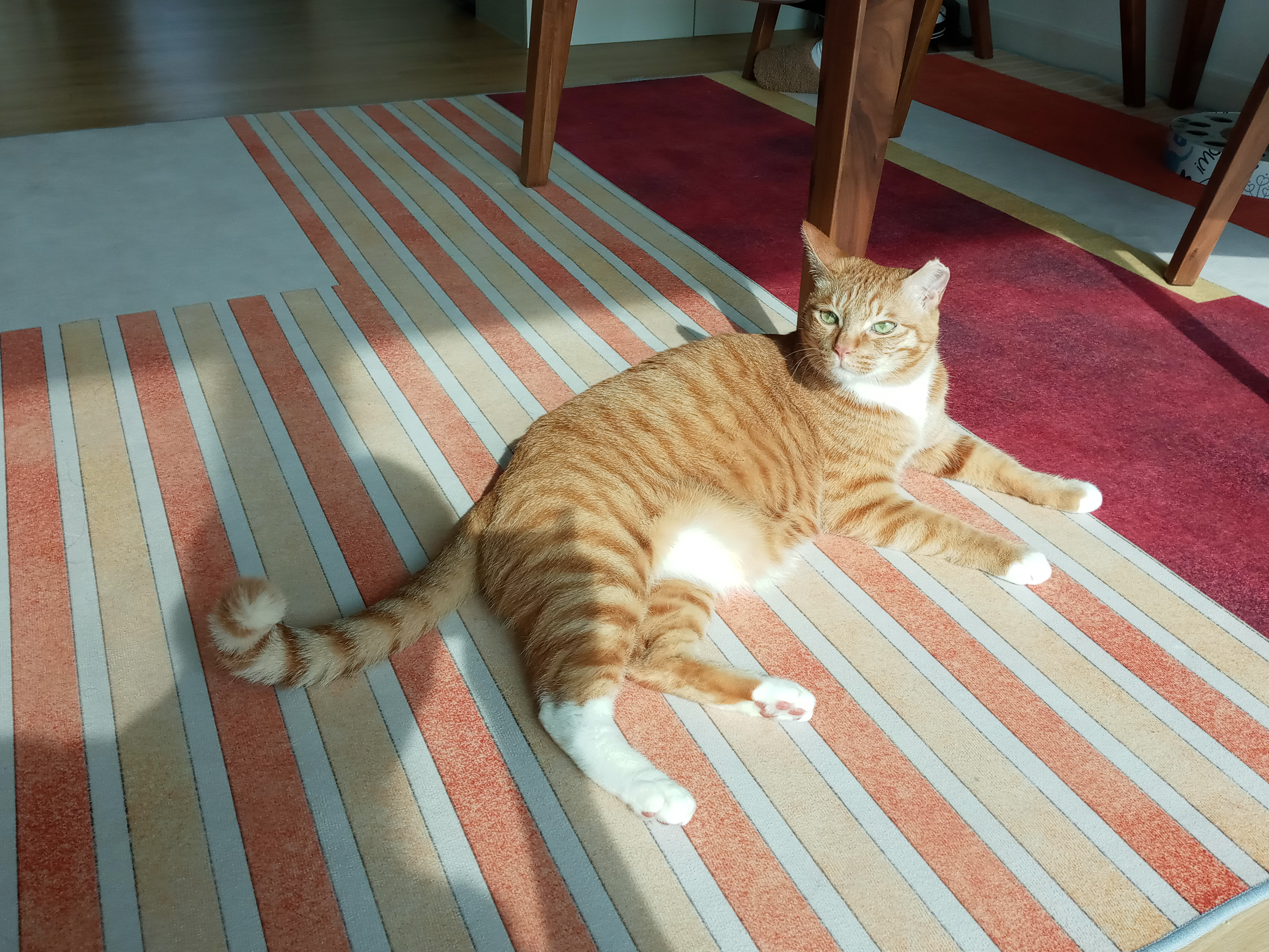 장남이 입양한지 3년째입니다.