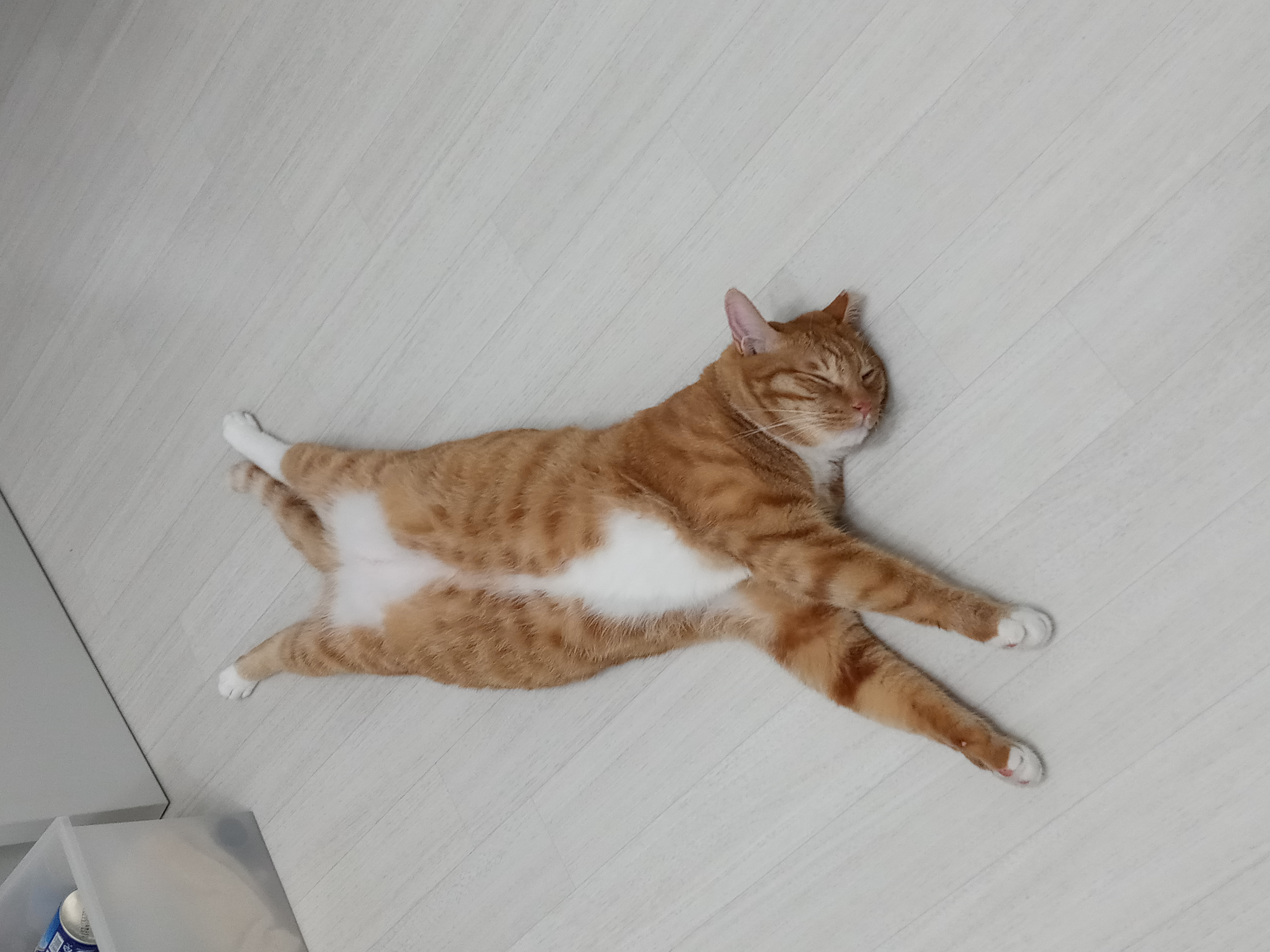 장남이 입양한지 3년째입니다.