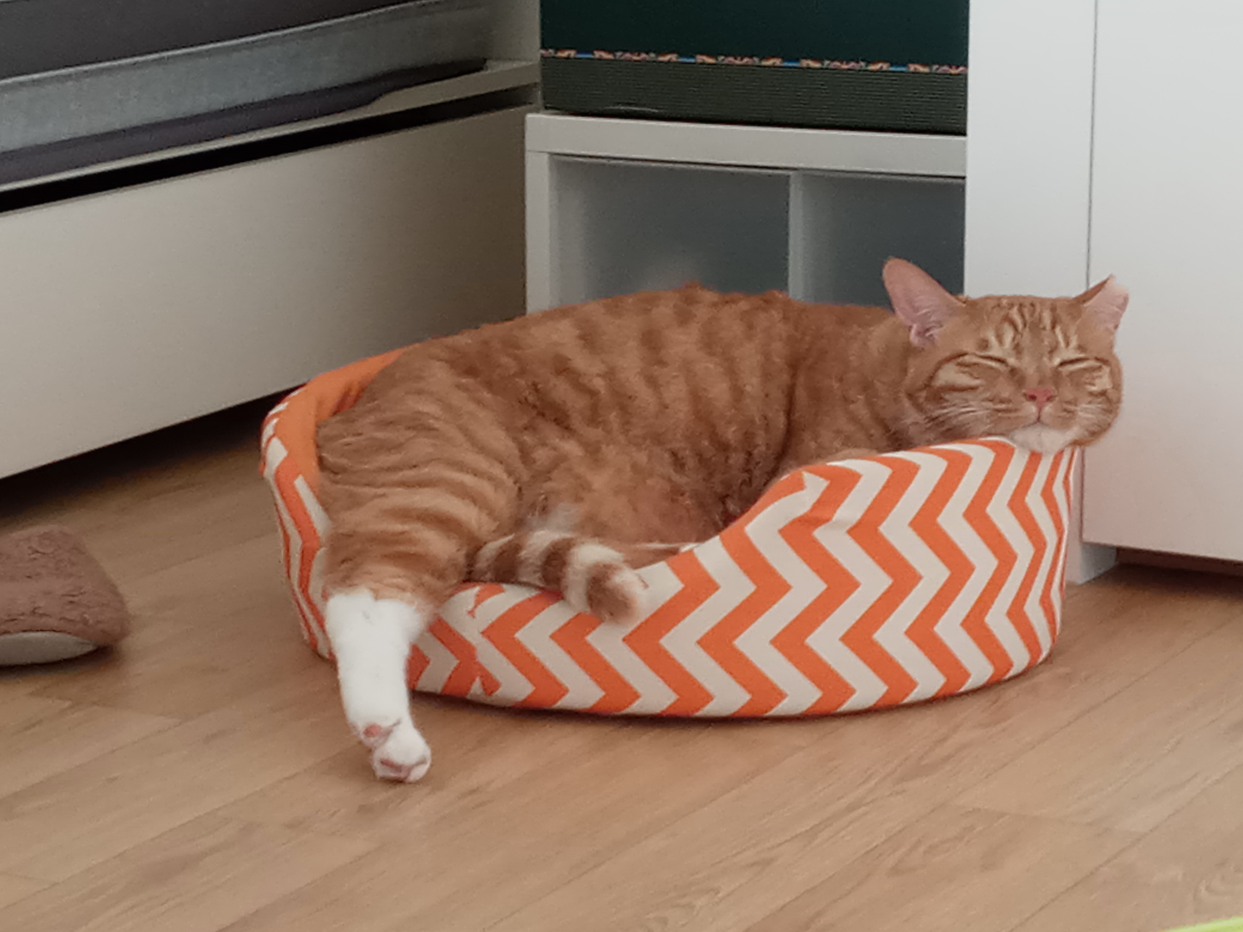 장남이 입양한지 3년째입니다.