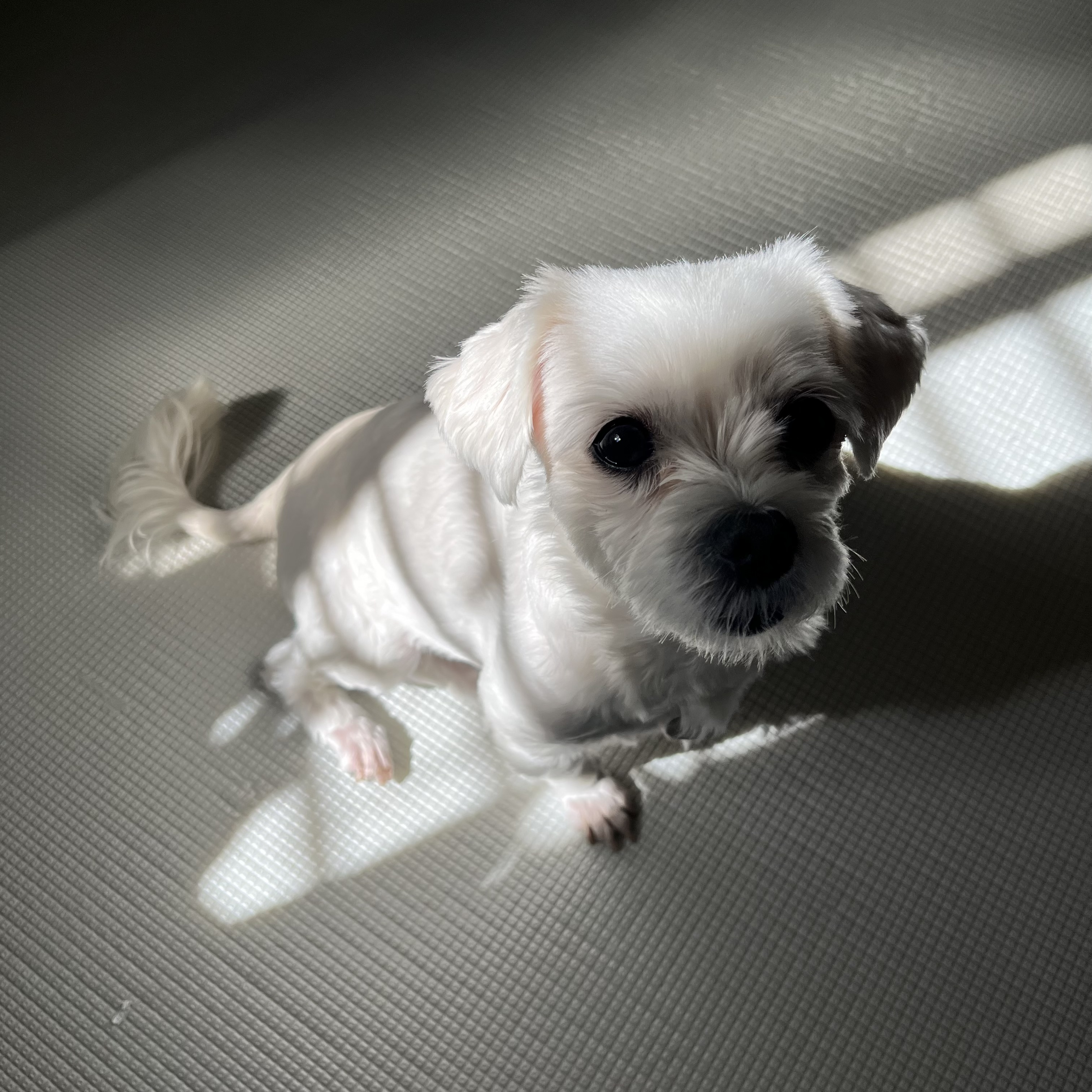 삼숙이 입양 후 이야기!