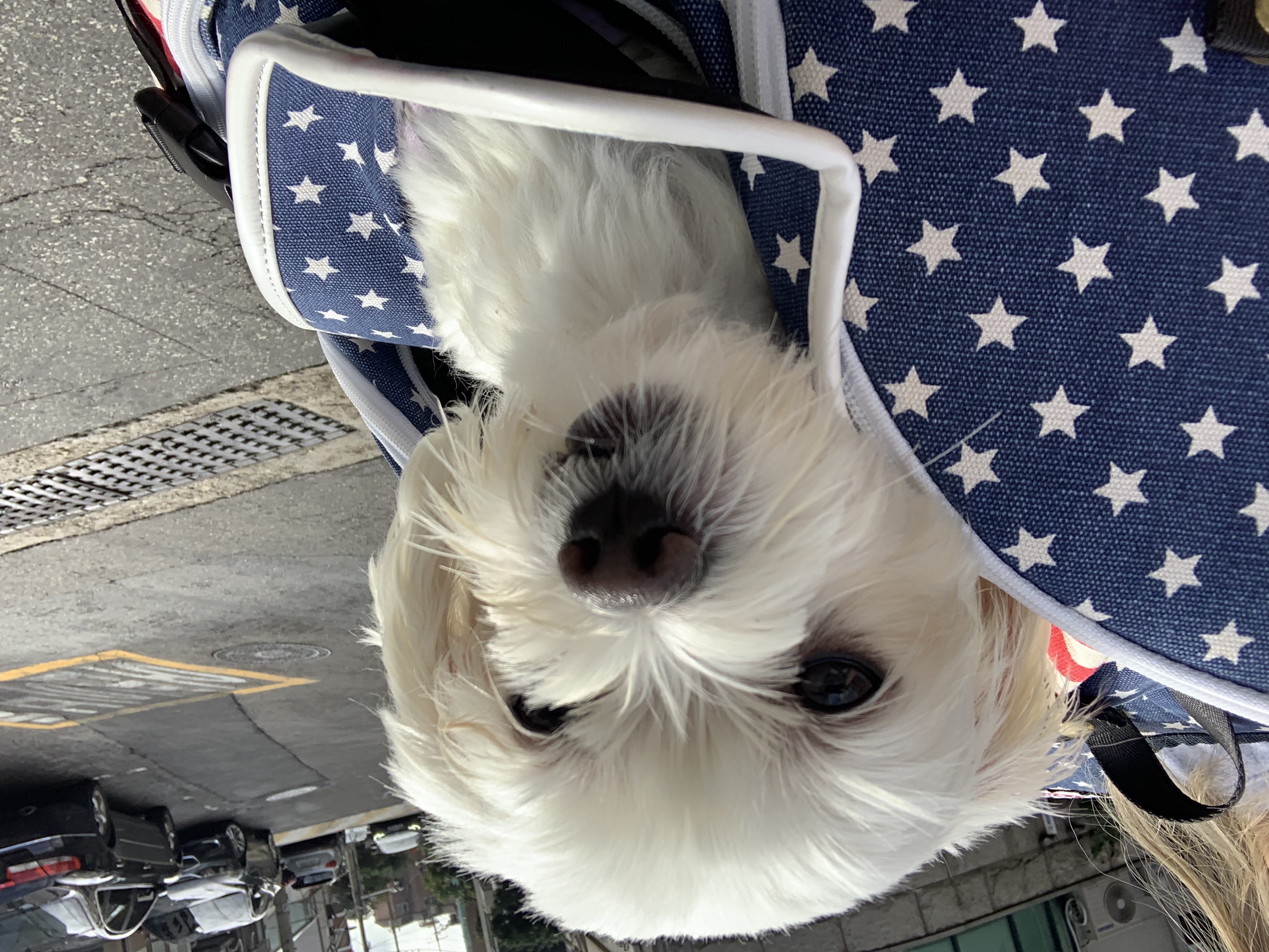 삼숙이 입양 후 이야기!