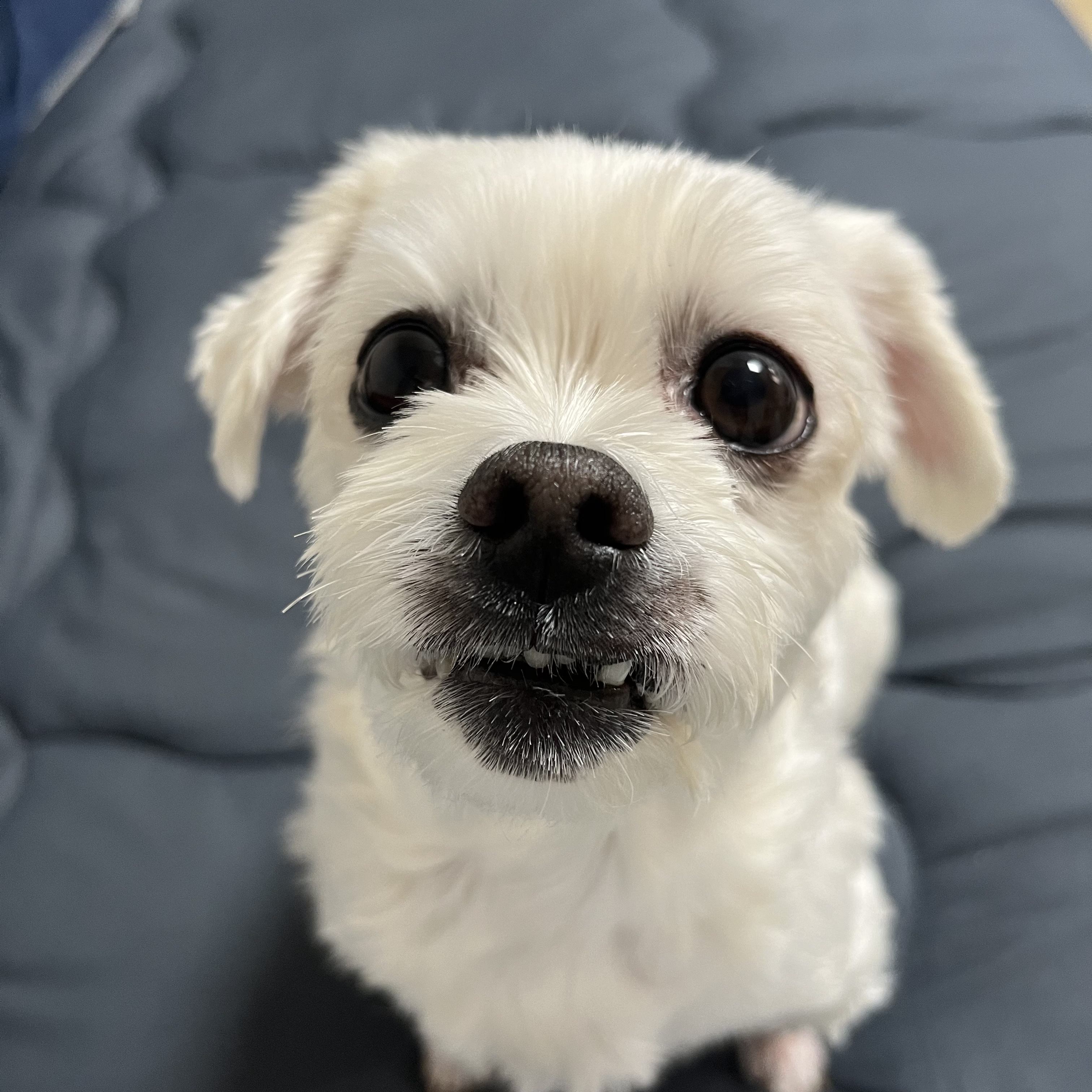 삼숙이 입양 후 이야기!