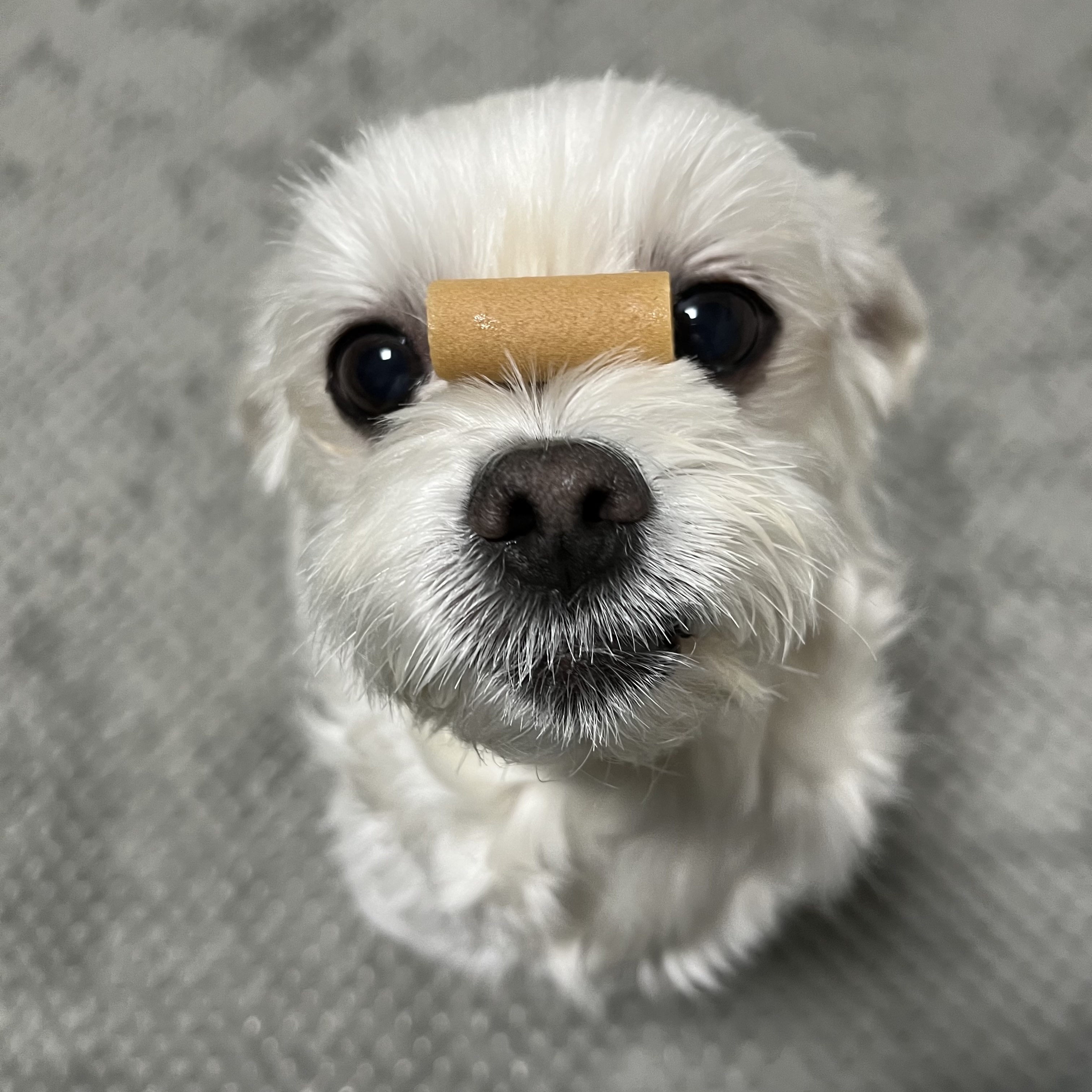 삼숙이 입양 후 이야기!