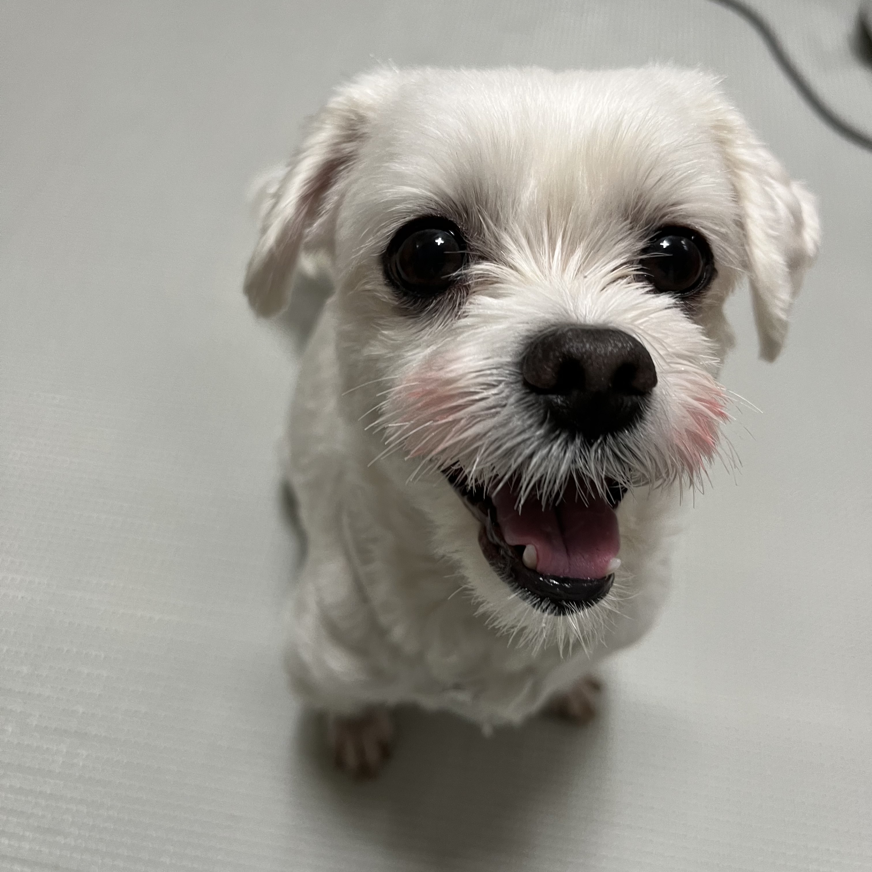 삼숙이 입양 후 이야기!