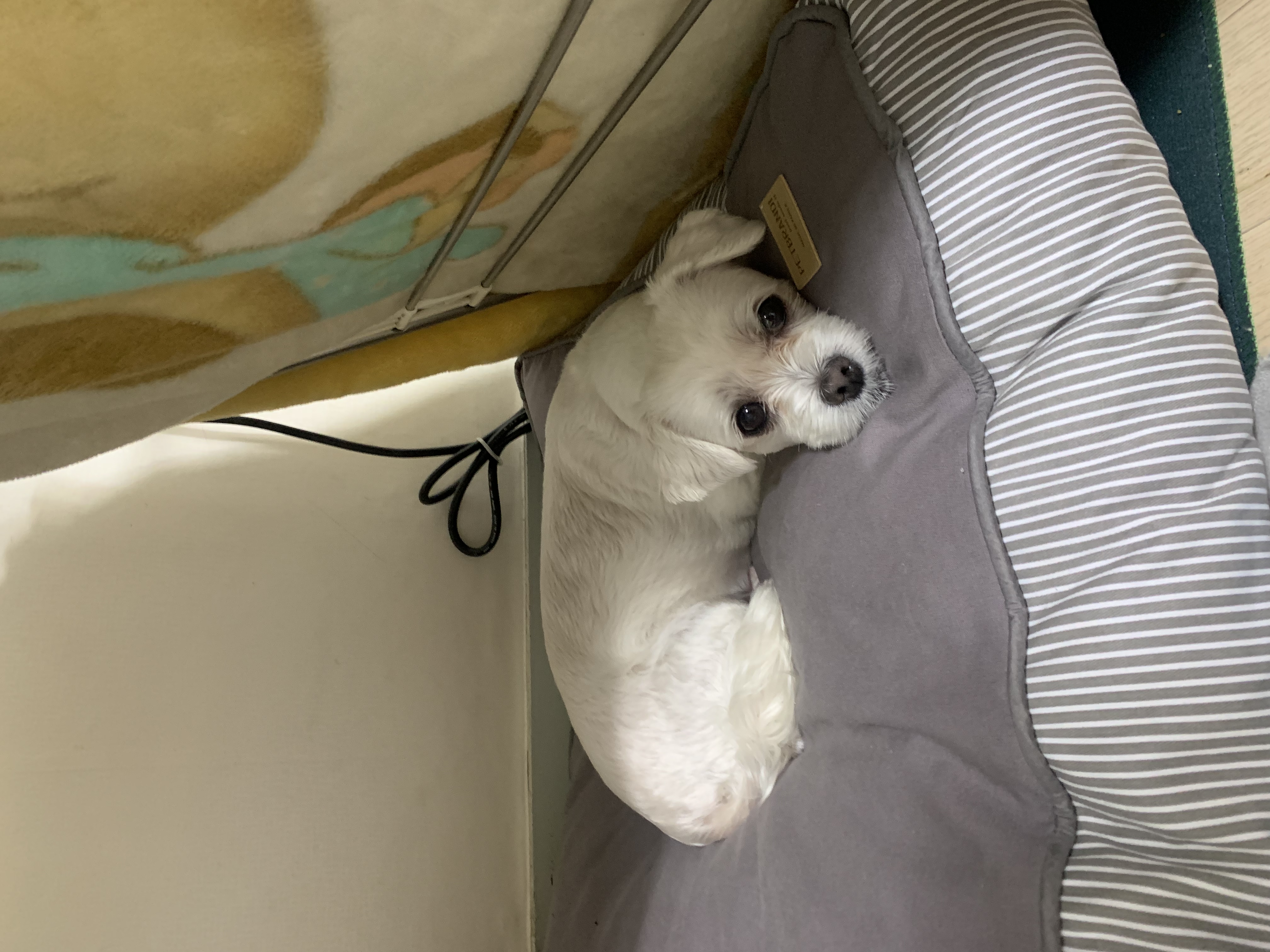 삼숙이 입양 후 이야기!