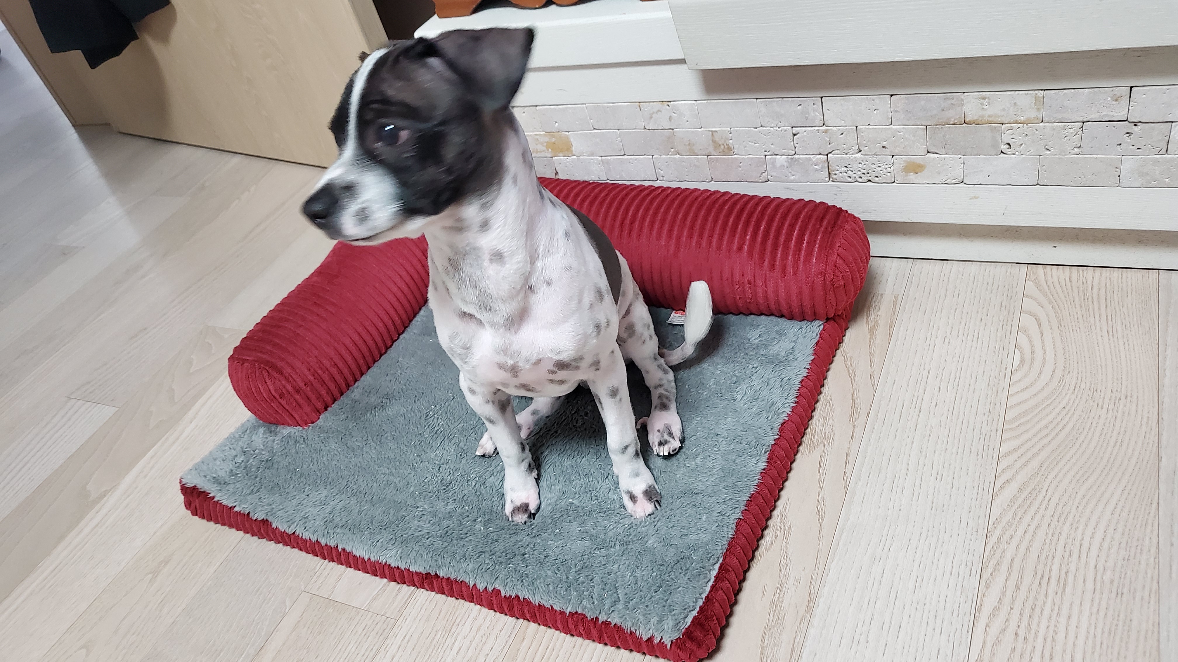 마루야(지못미)모투 첫이발