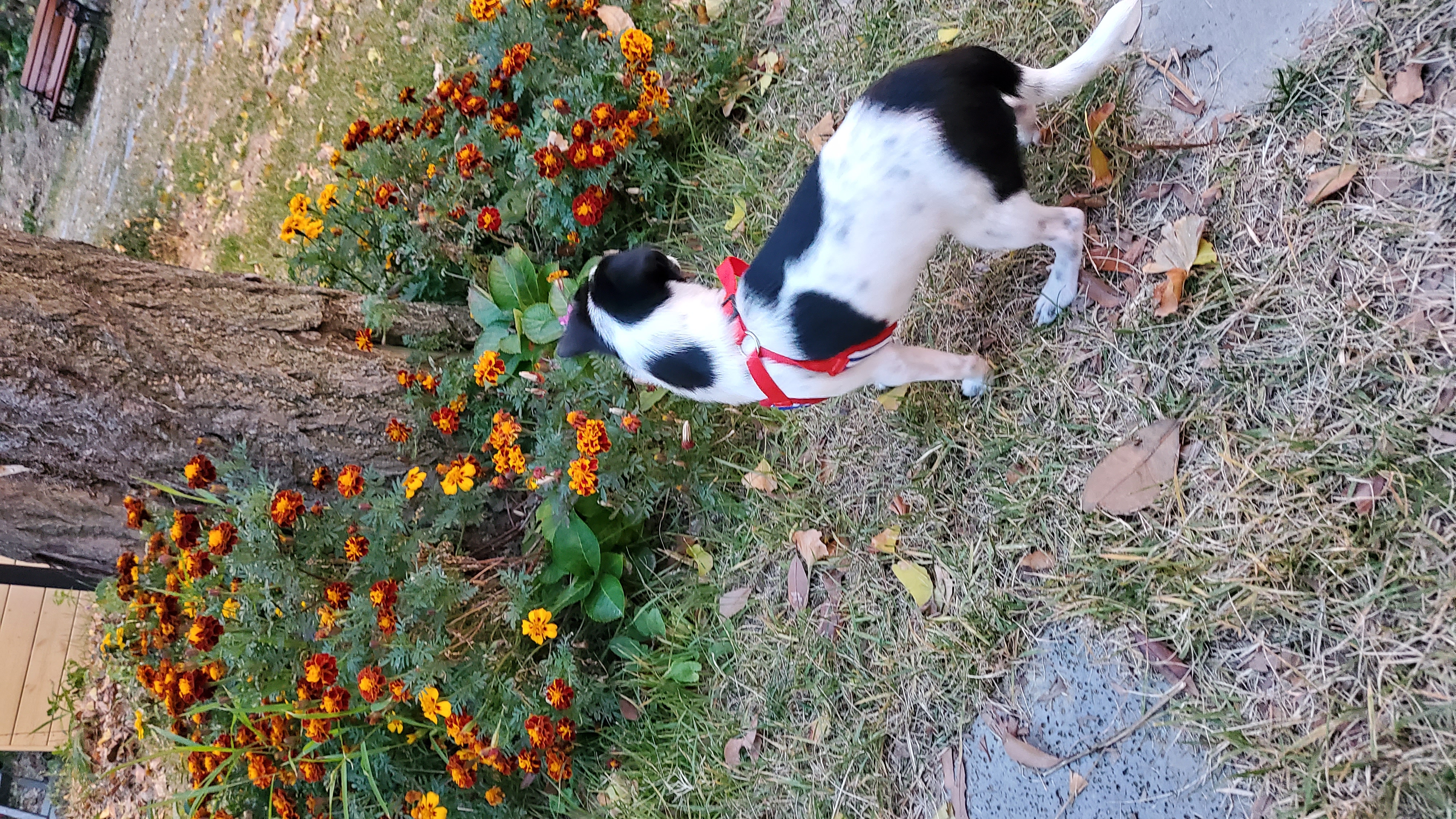 마루야(지못미)모투 첫이발