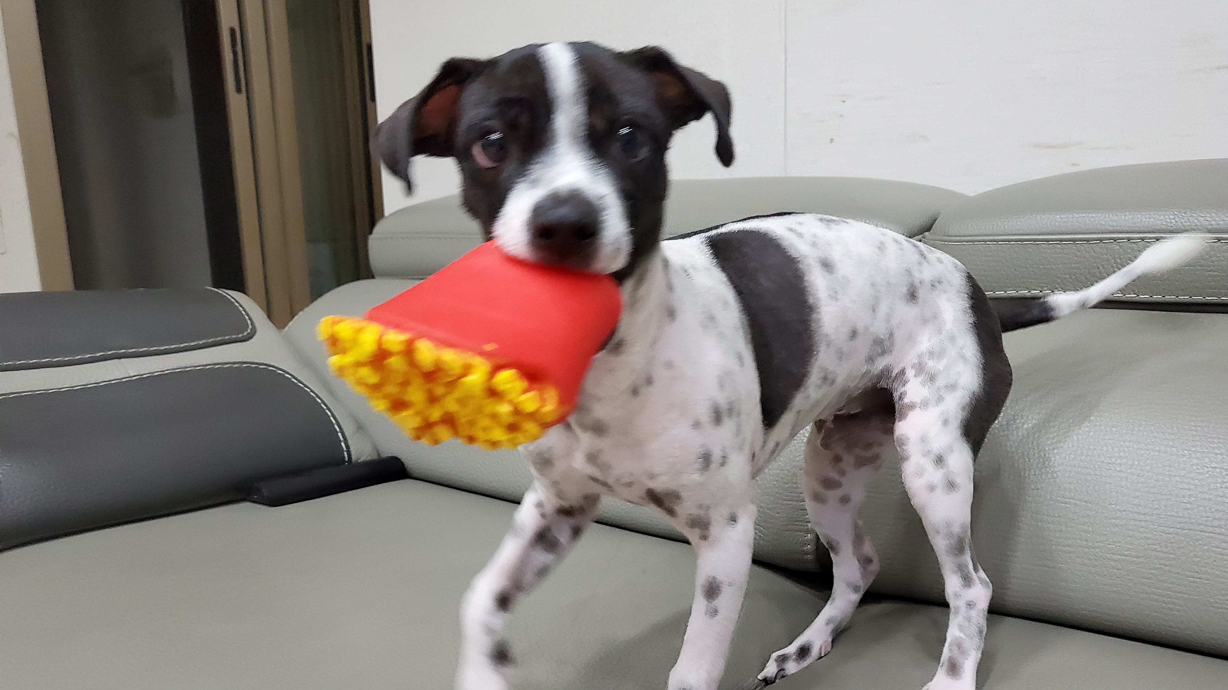 마루야(지못미)모투 첫이발