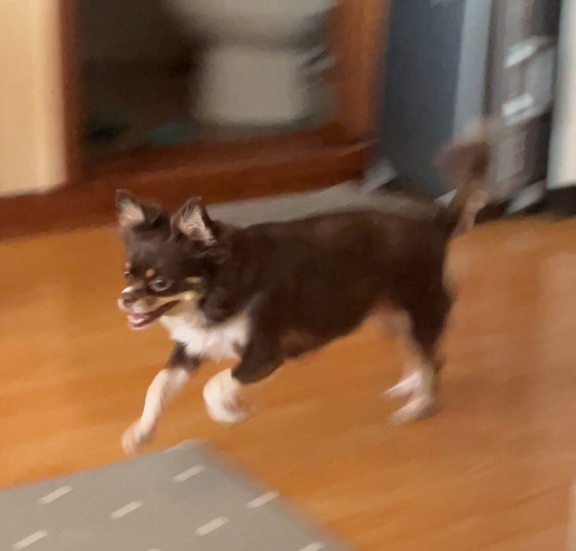 평택 불법 번식장 치와와 노을이 입양 2주년이 다되가요~!