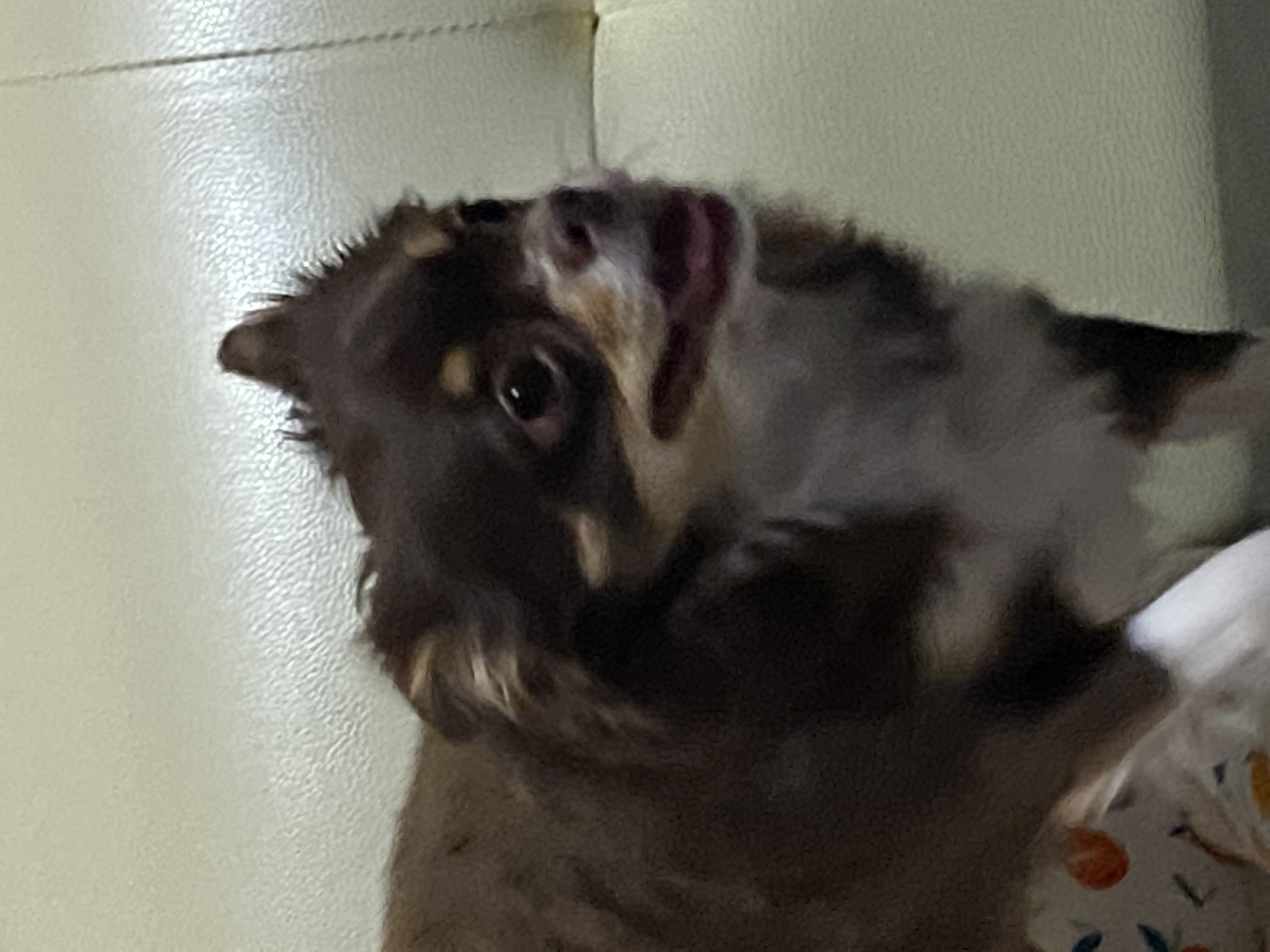 평택 불법 번식장 치와와 노을이 입양 2주년이 다되가요~!