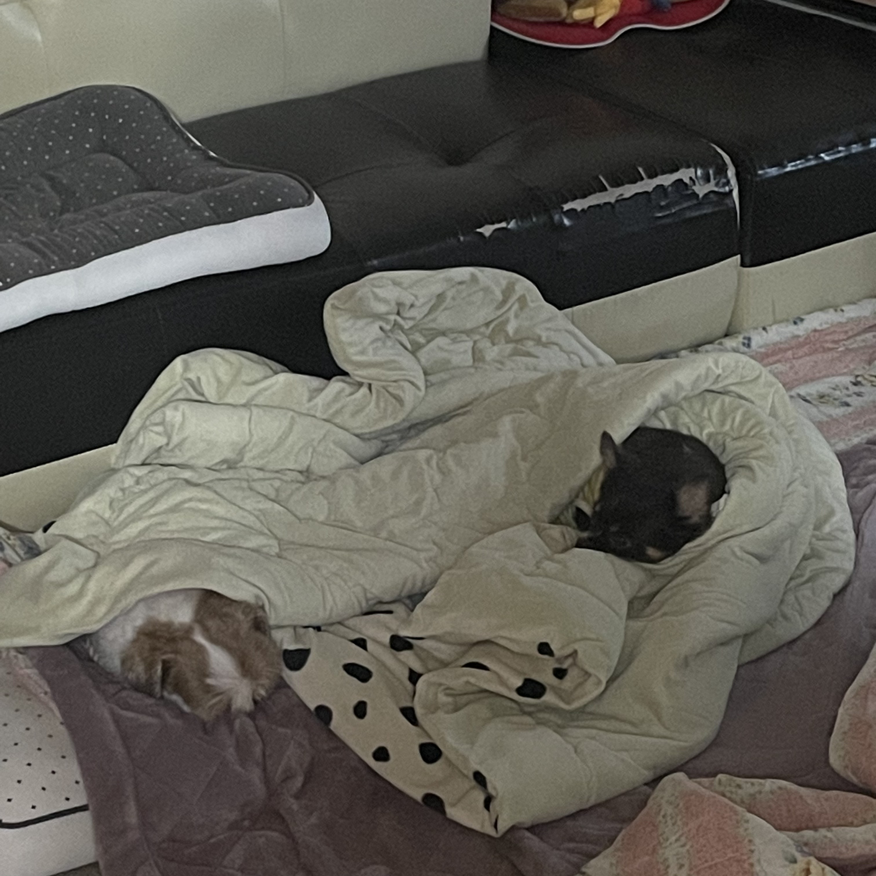 평택 불법 번식장 치와와 노을이 입양 2주년이 다되가요~!