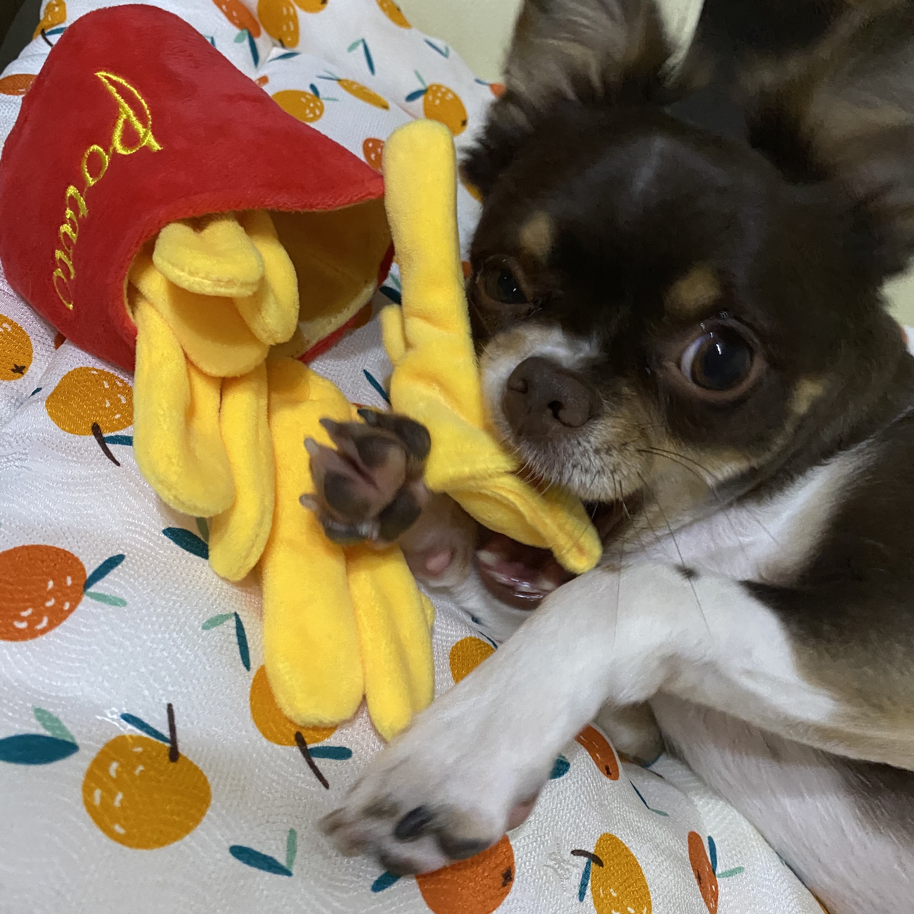 평택 불법 번식장 치와와 노을이 입양 2주년이 다되가요~!