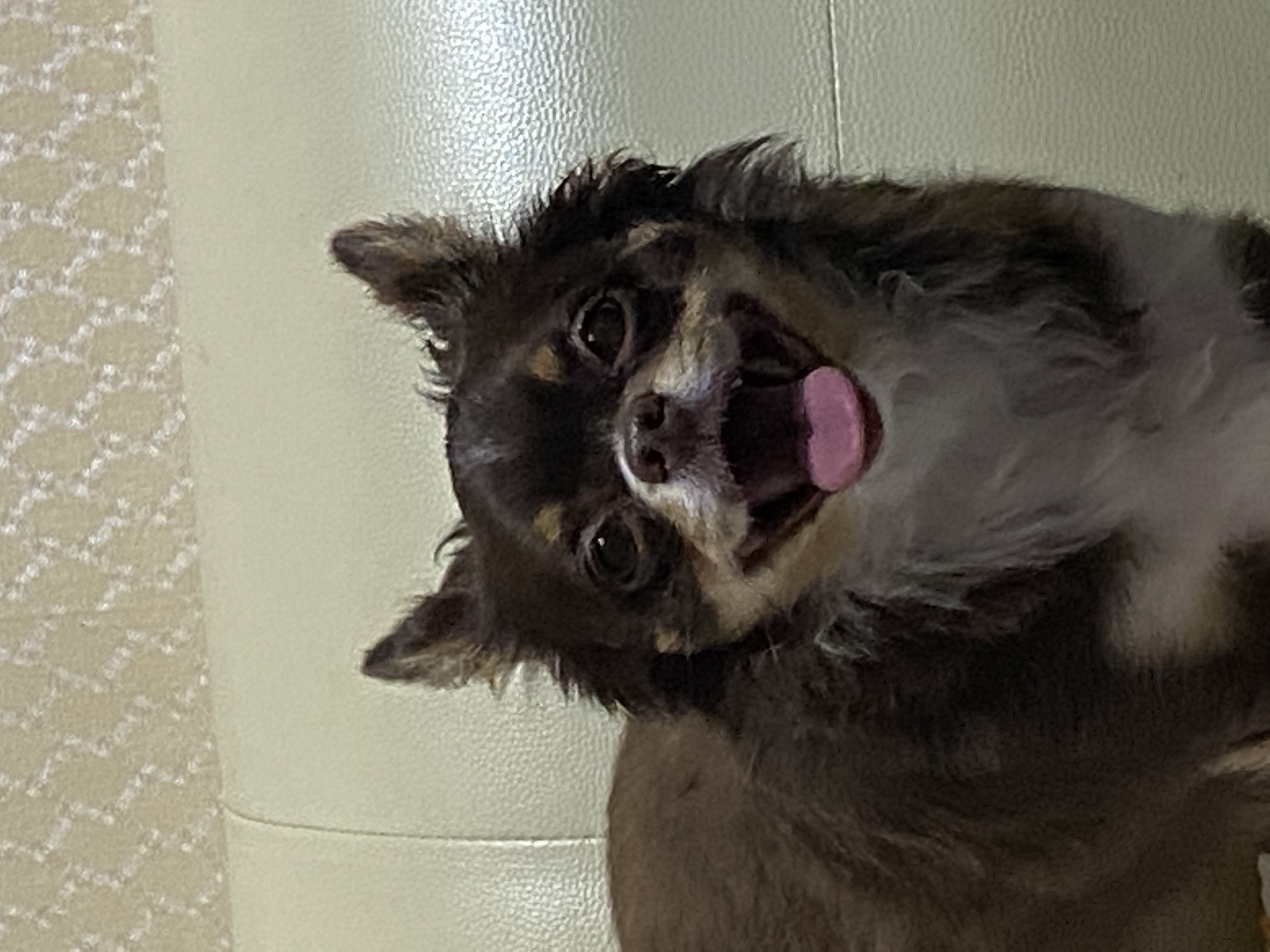 평택 불법 번식장 치와와 노을이 입양 2주년이 다되가요~!