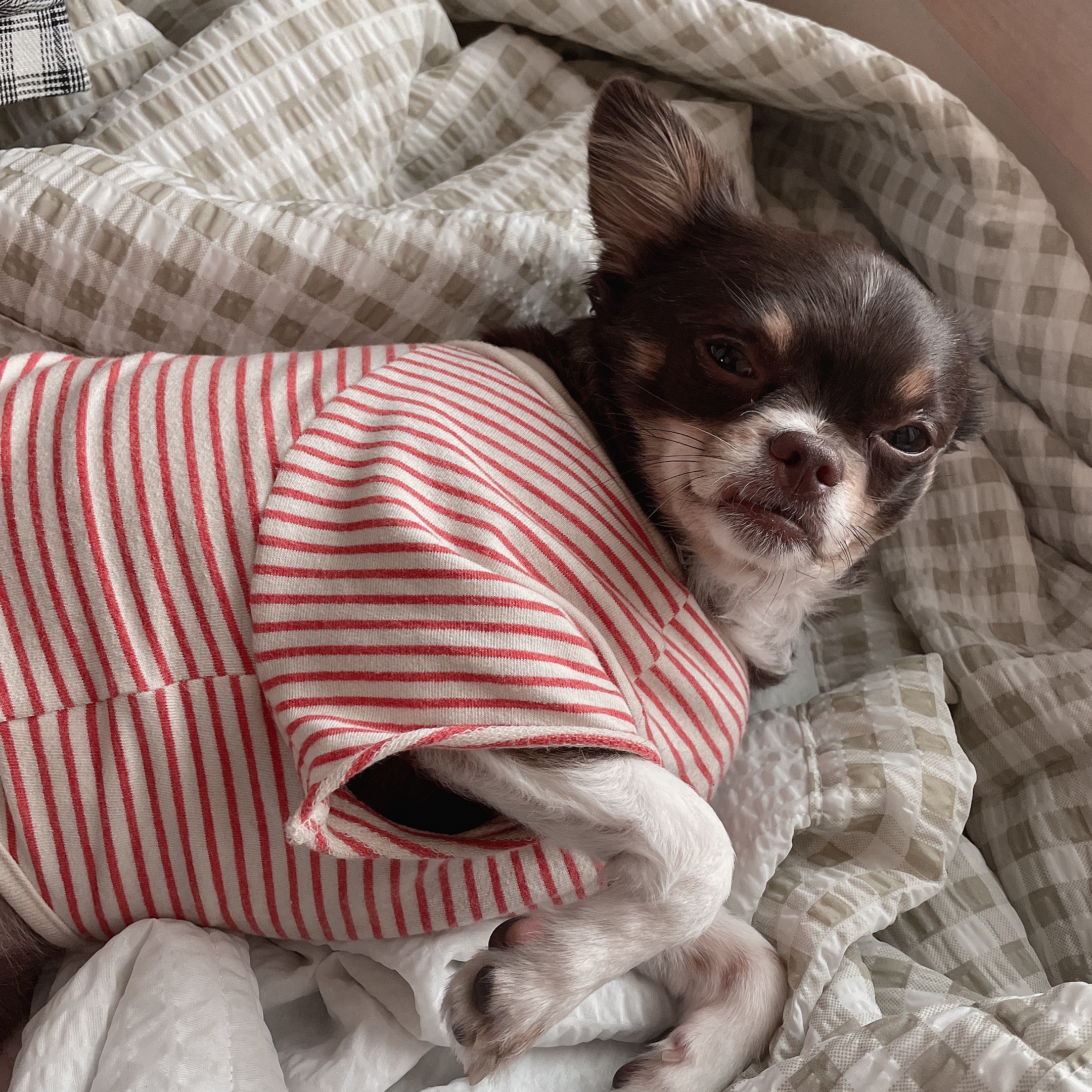 평택 불법 번식장 치와와 노을이 입양 2주년이 다되가요~!