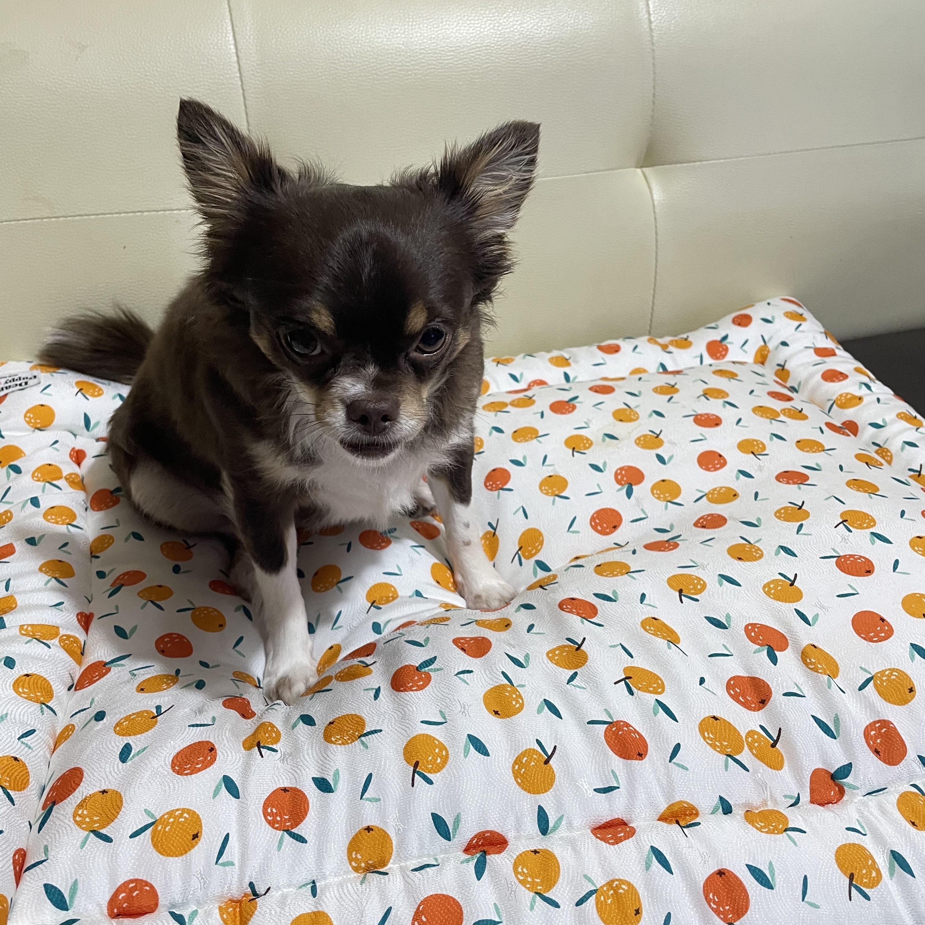 평택 불법 번식장 치와와 노을이 입양 2주년이 다되가요~!