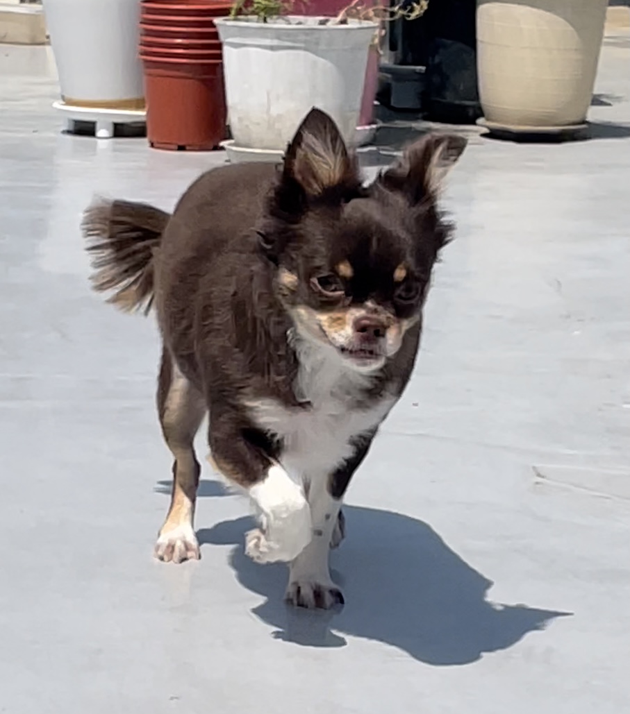 평택 불법 번식장 치와와 노을이 입양 2주년이 다되가요~!