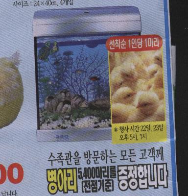 병아리 5,400마리 경품행사
