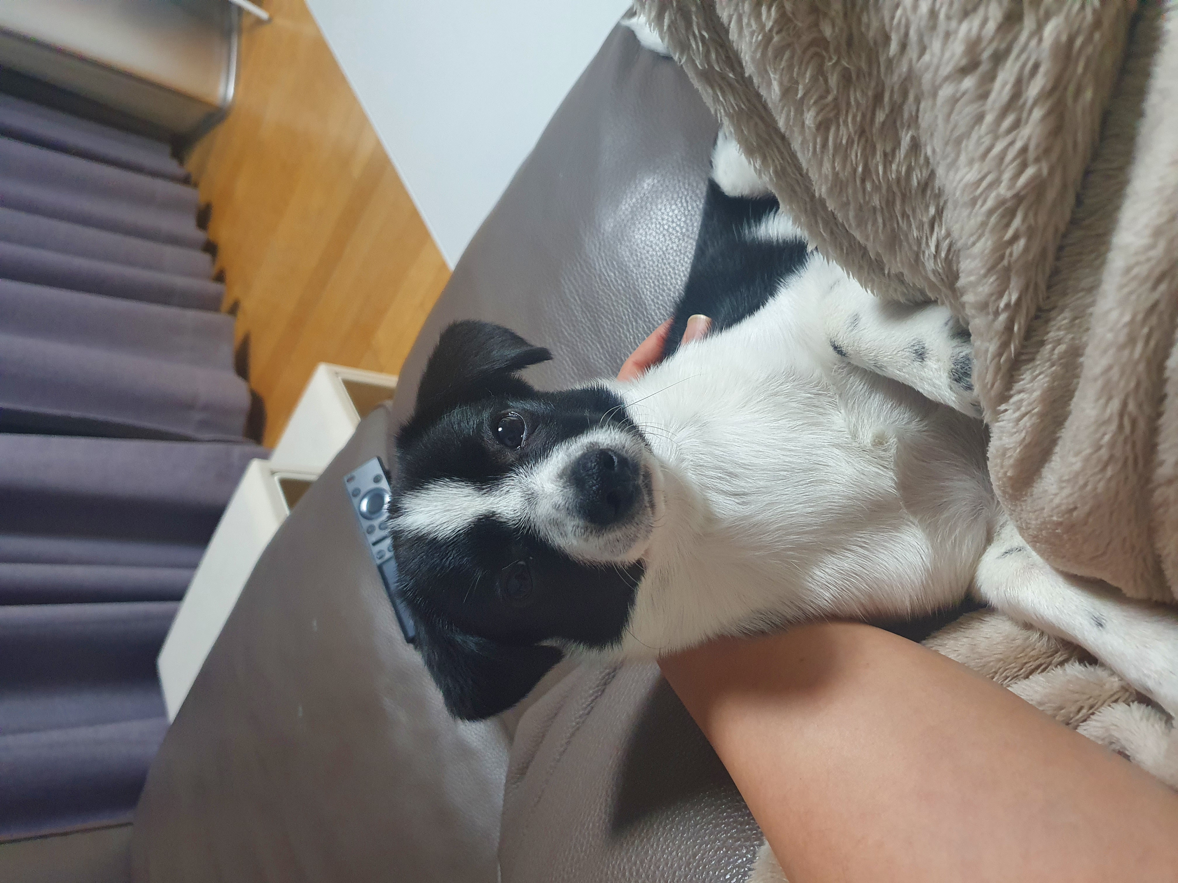 보리(꽃잎이) 입양 1달 후기 입니다~