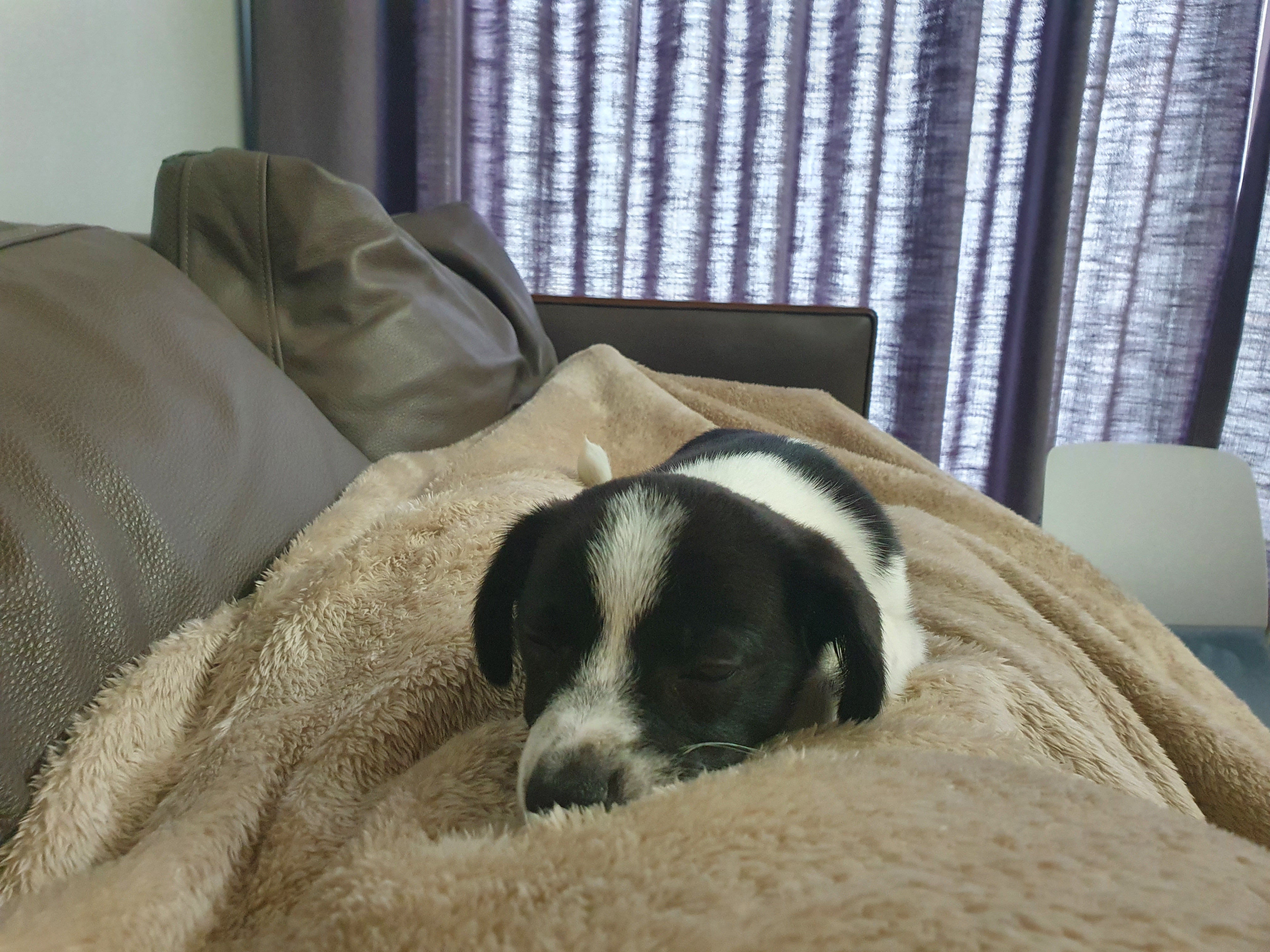 보리(꽃잎이) 입양 1달 후기 입니다~