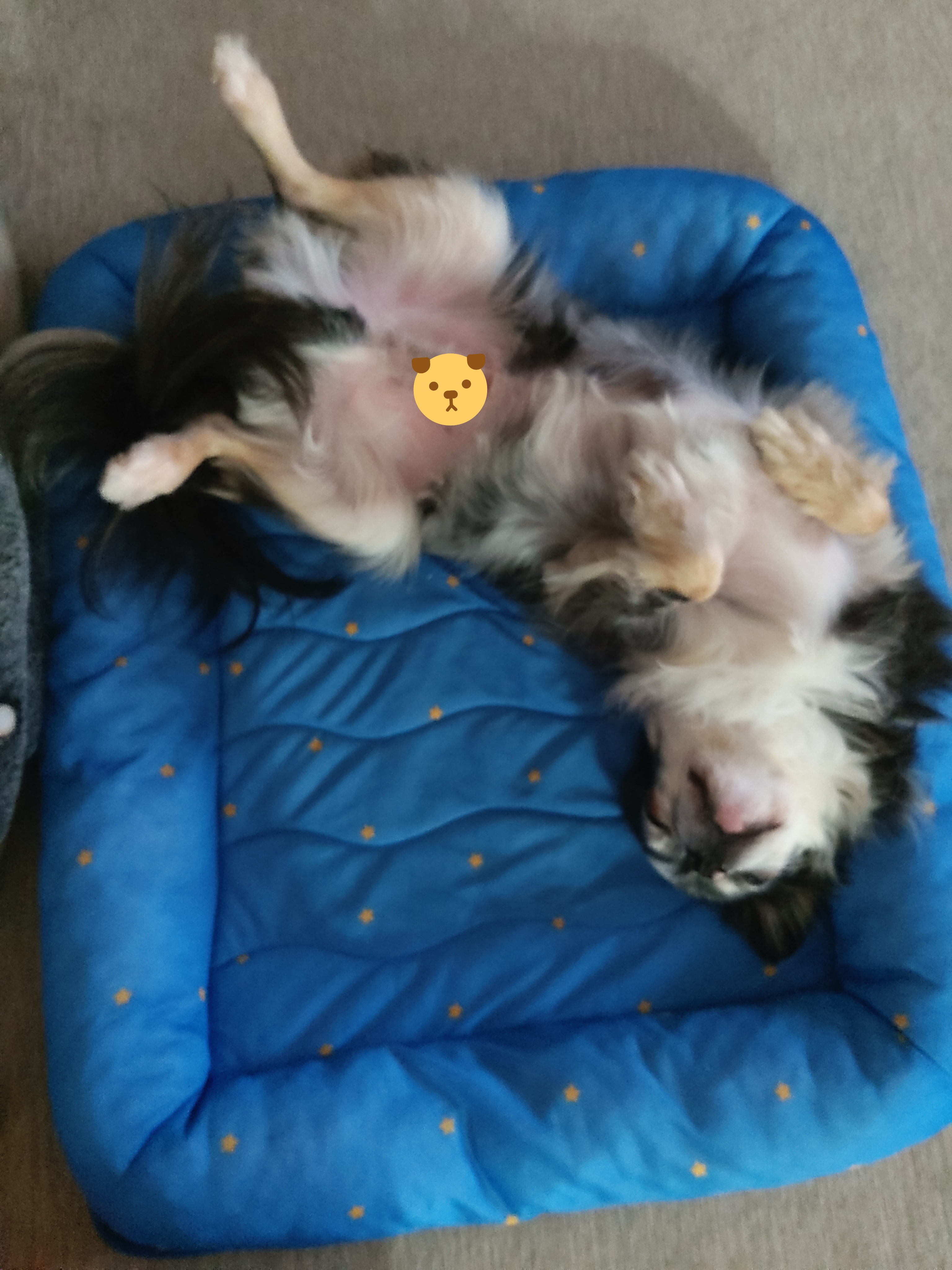 별(깜치)이는 잘지내고 있답니다