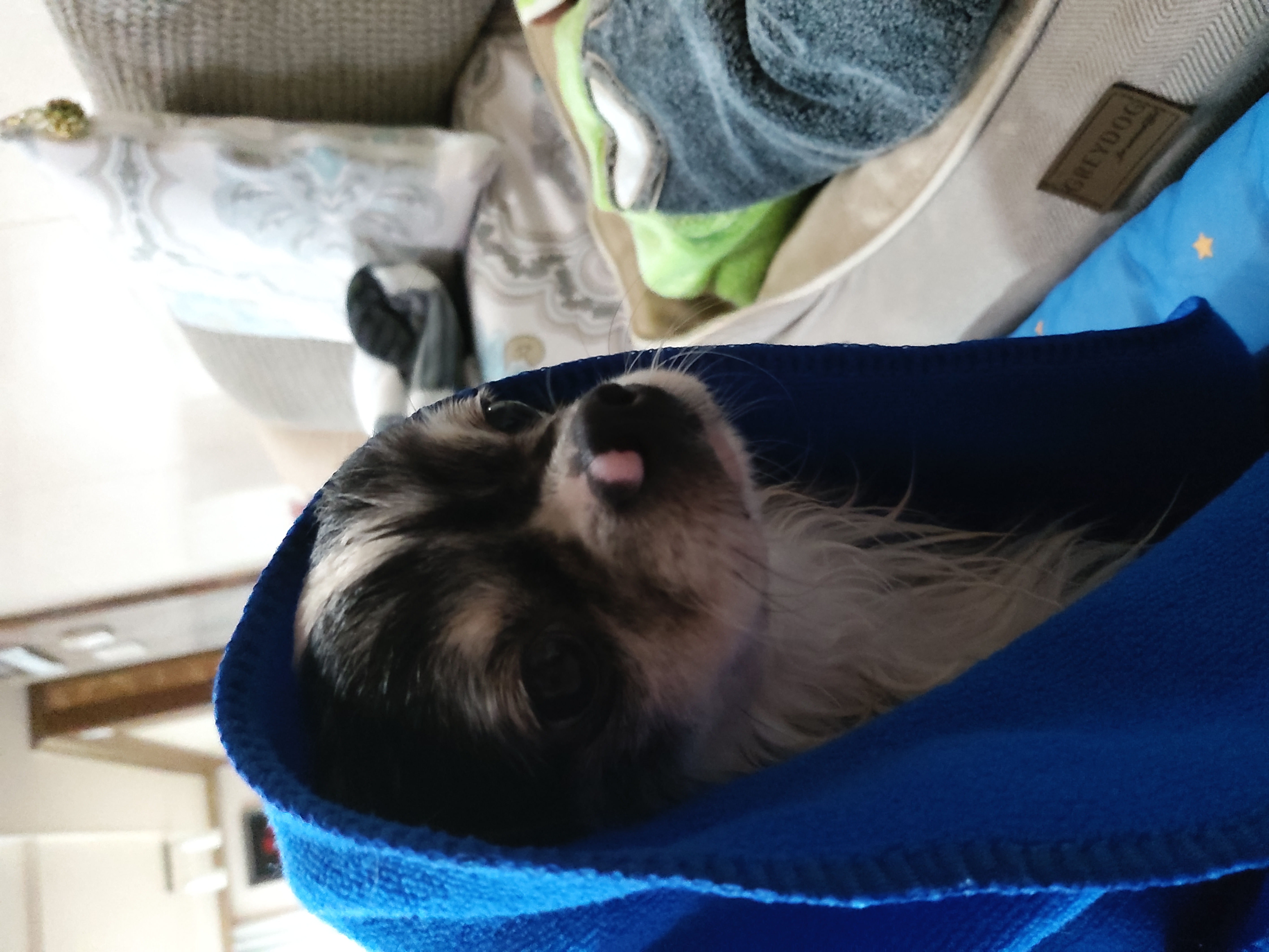 별(깜치)이는 잘지내고 있답니다